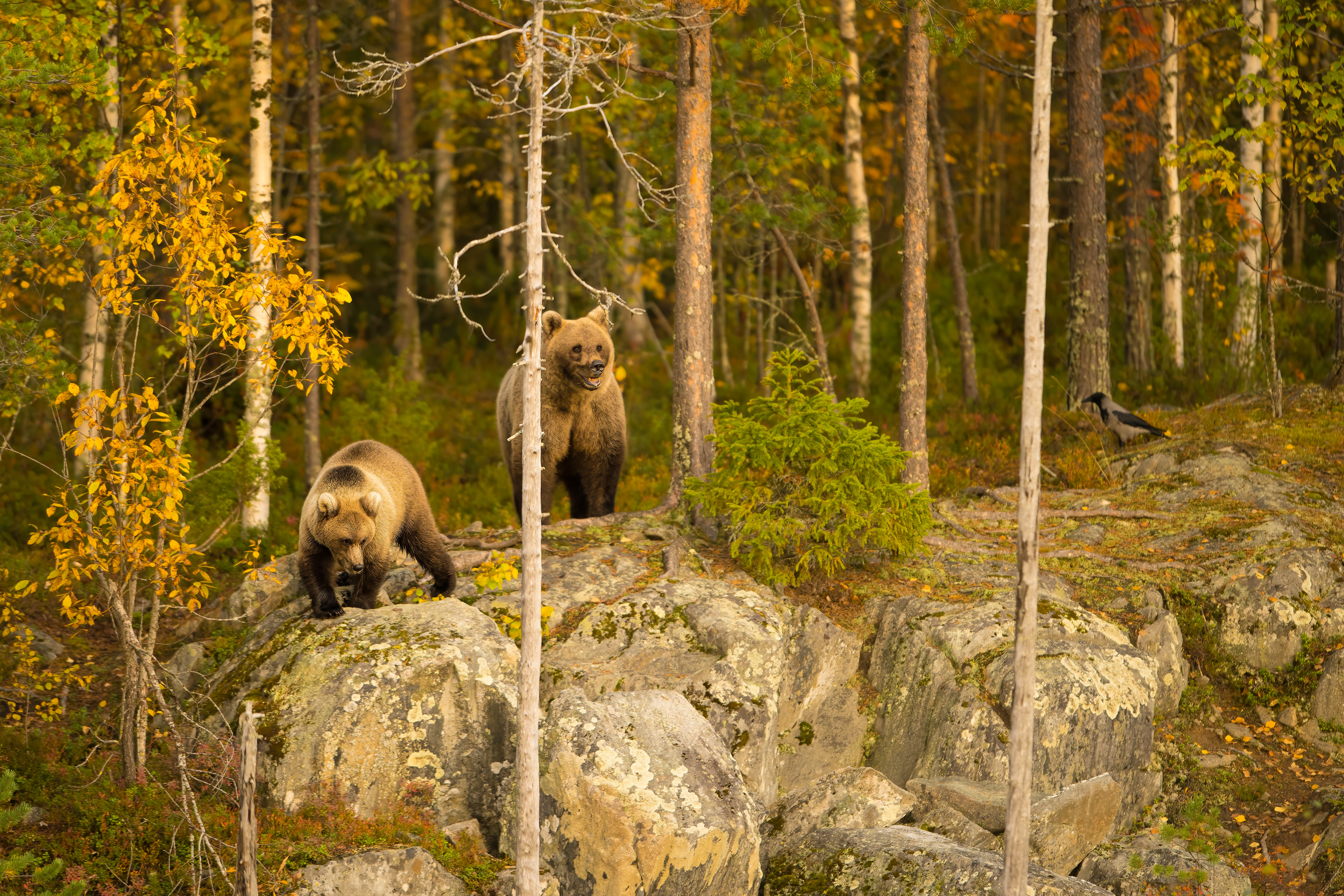 Medvěd hnědý (Ursus arctos), Finsko, 09/2022