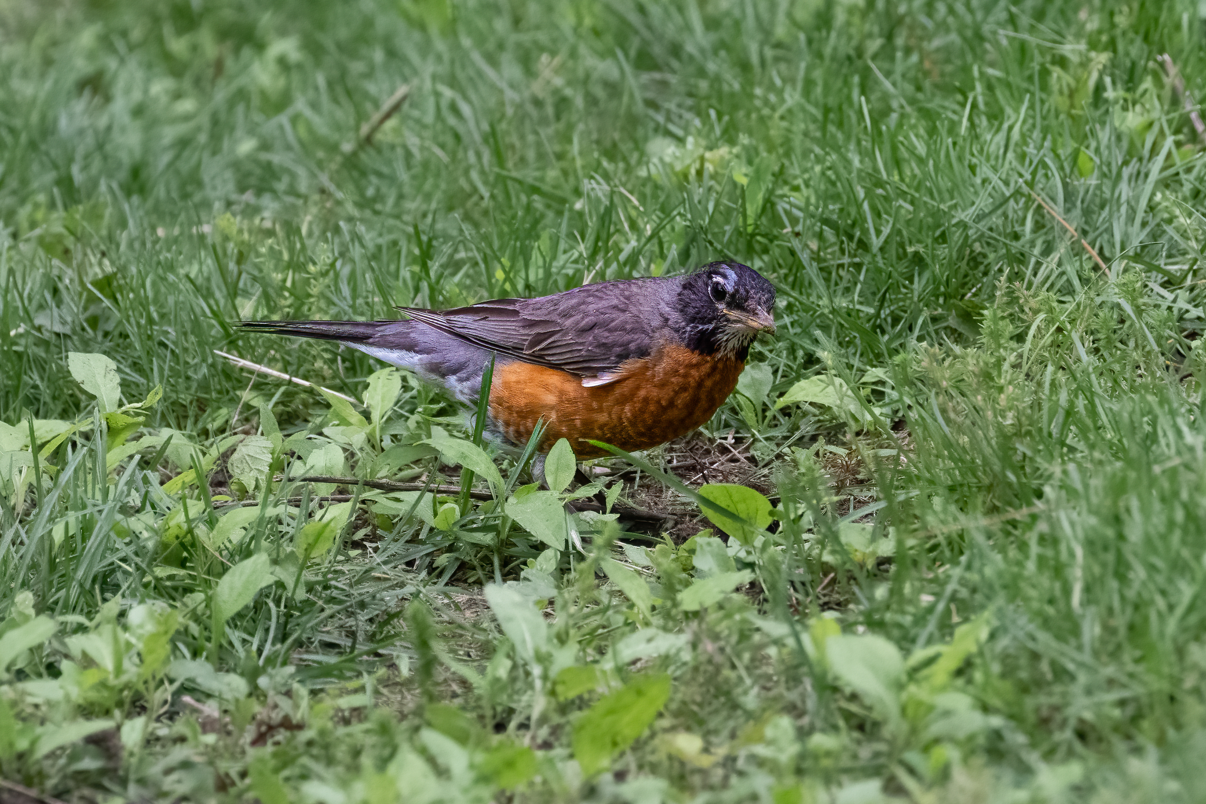 Drozd stěhovavý (American robin, Turdus migratorius), Central park, New York, USA, 5/2025