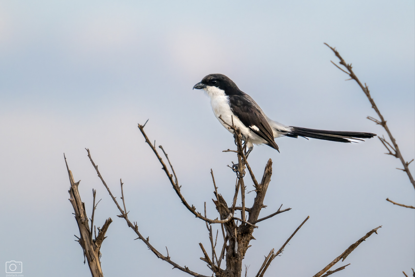 Ťuhýk východoafrický (Lanius dorsalis), Kenya, 12/2025