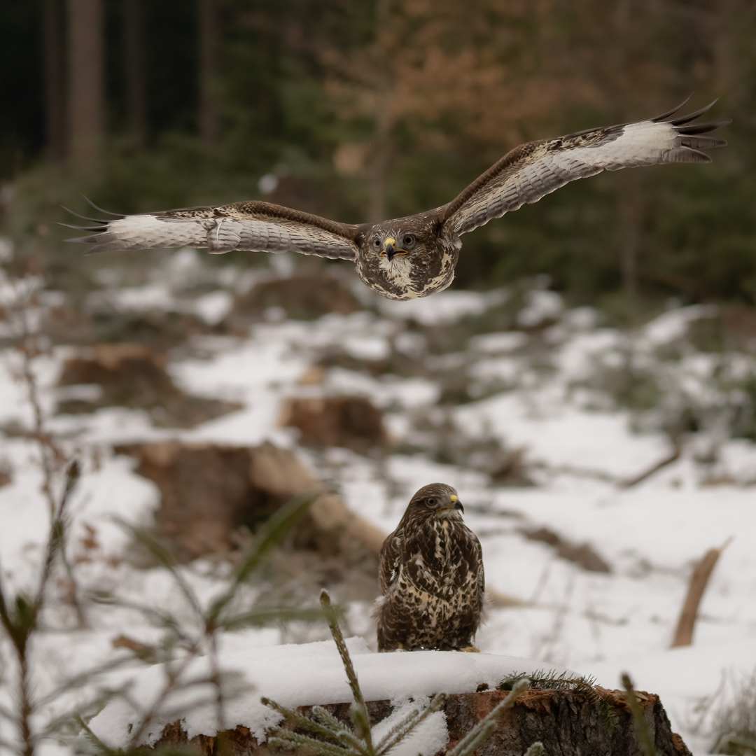 Káně lesní (Buteo buteo), Vysočina, 03/2023