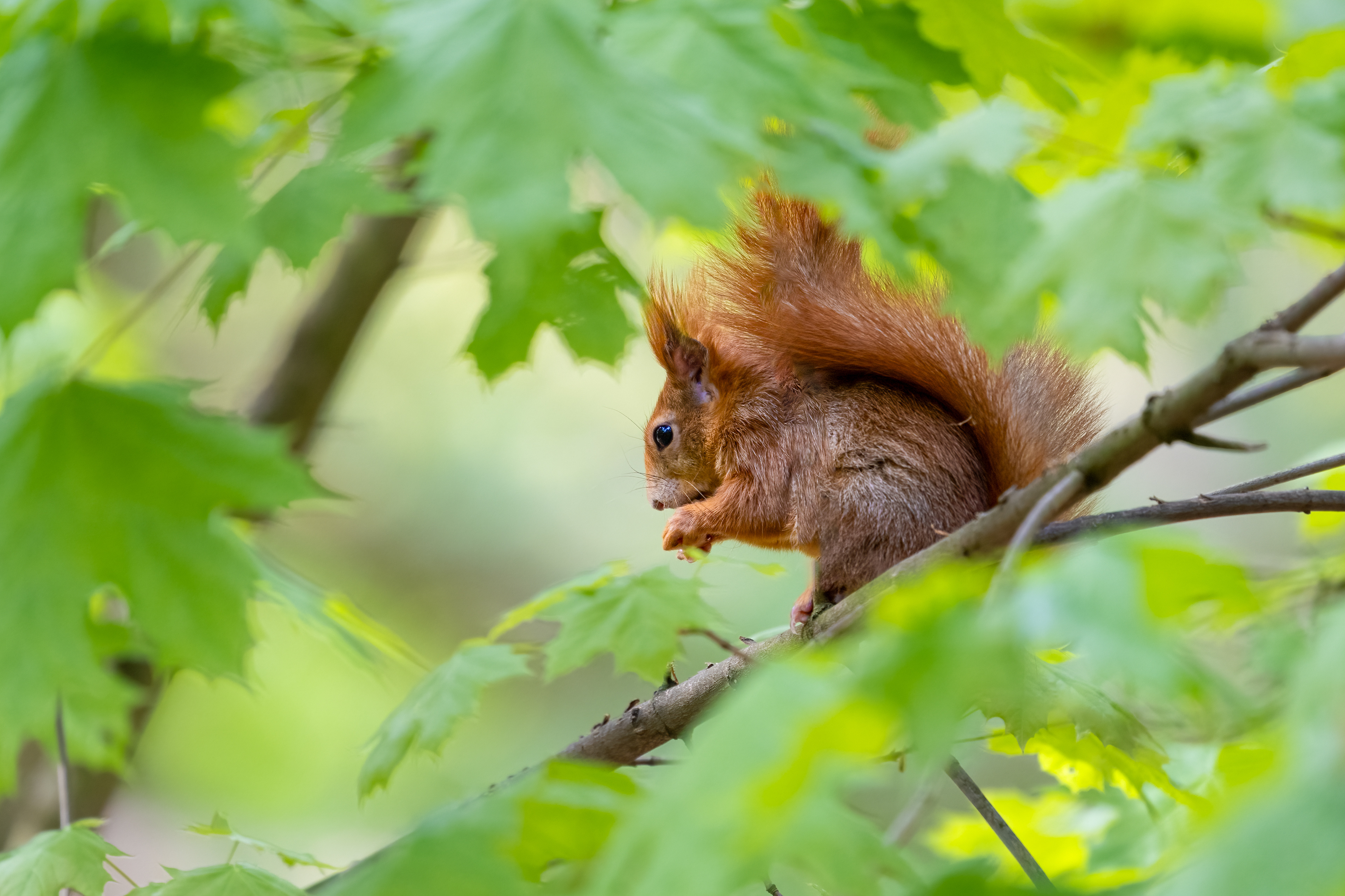 Veverka obecná (Sciurus vulgaris), Štěpánka, 04/2024