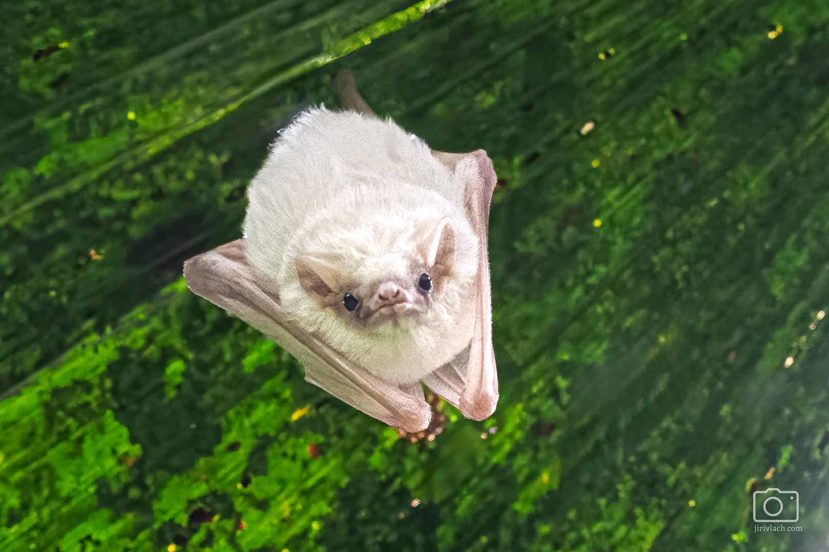Listonos bílý/vampýr bílý/netopýr bílý (Honduran White Bat, Ectophylla alba), Kostarika, 01/2025