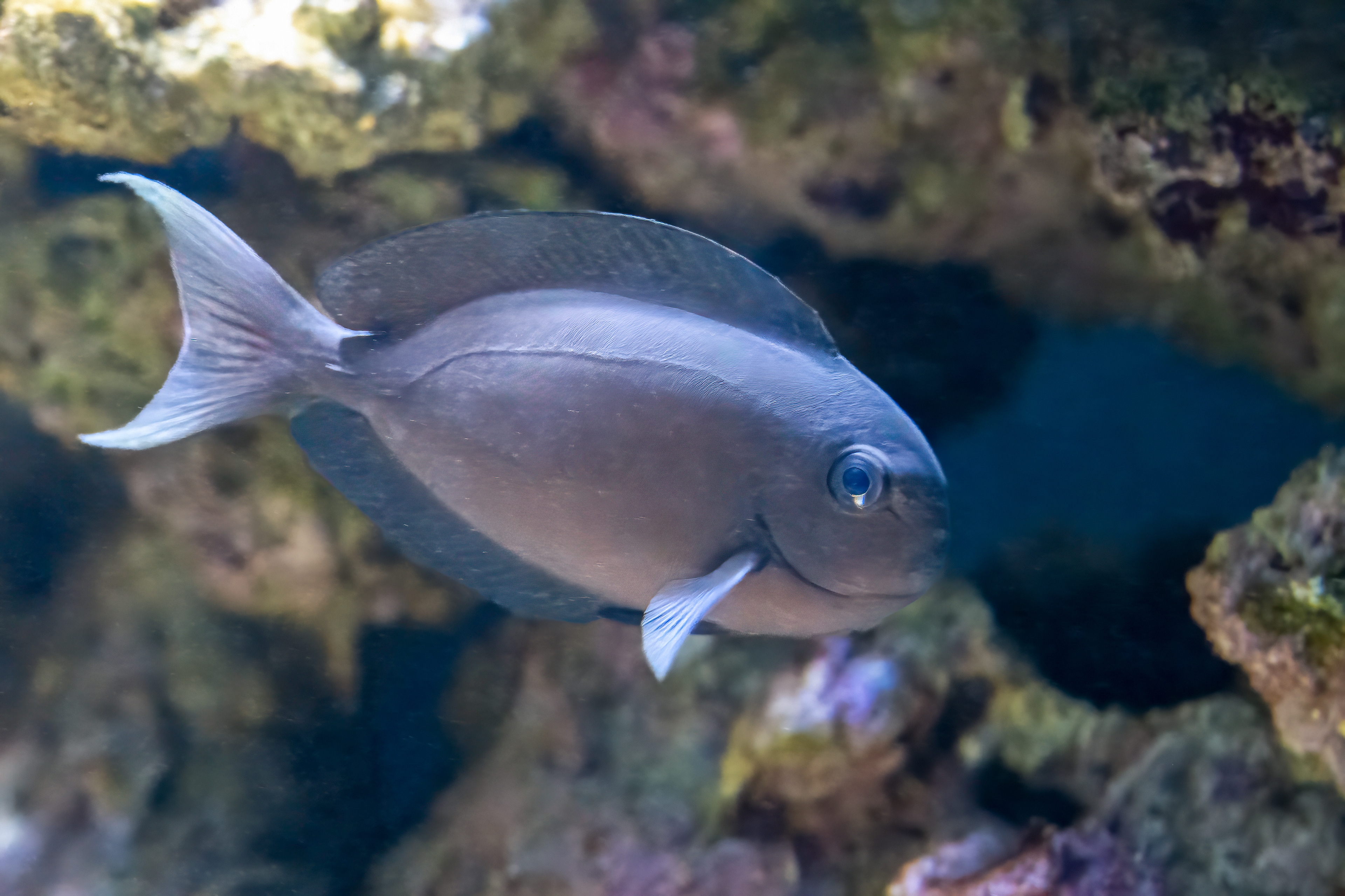 Bodlok Thompsonův (Acanthurus thompsoni)