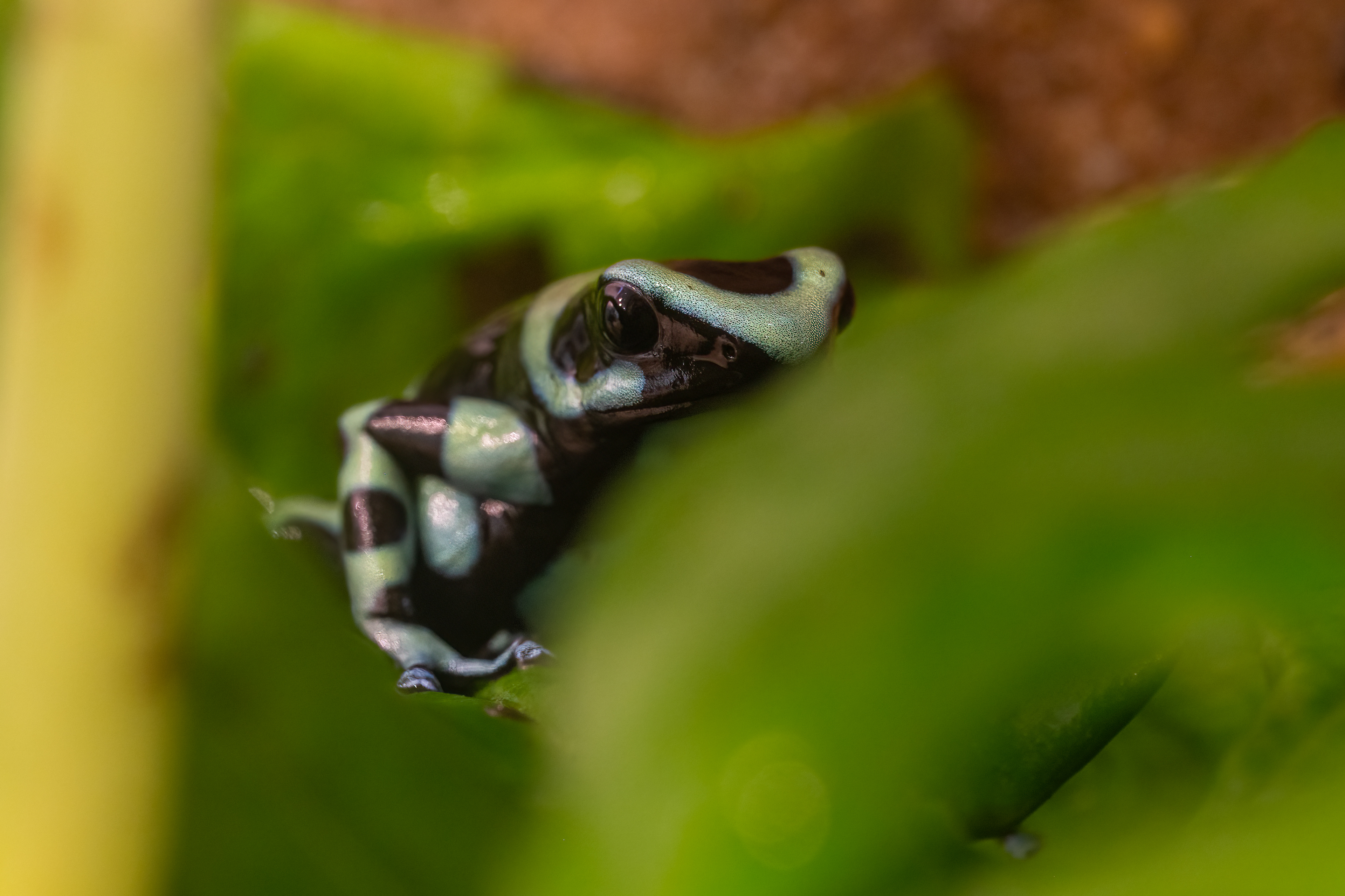 Pralesnička batiková "Green" (Dendrobates auratus "Green"), 08/2024