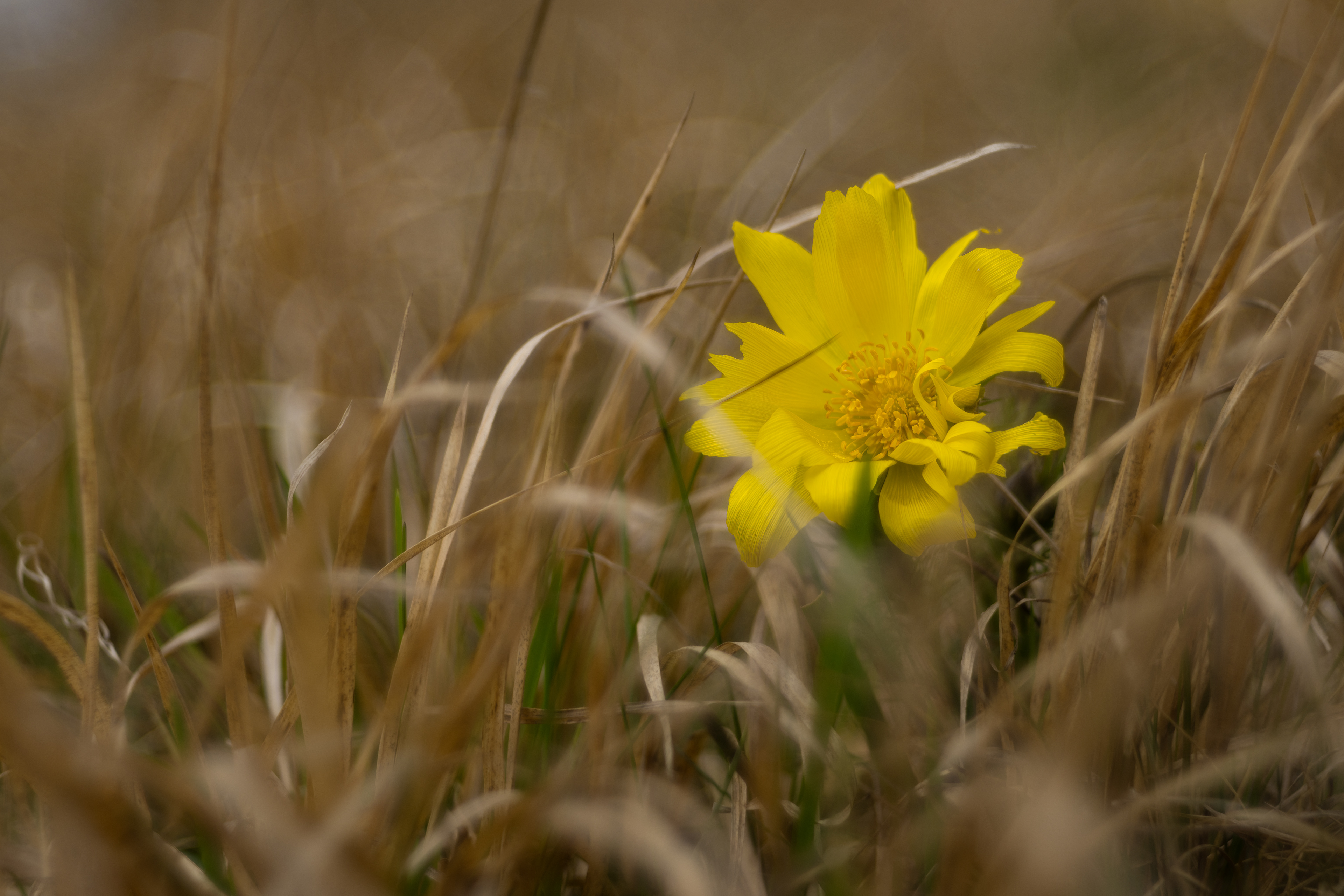 Hlaváček jarní (Adonis vernalis)
