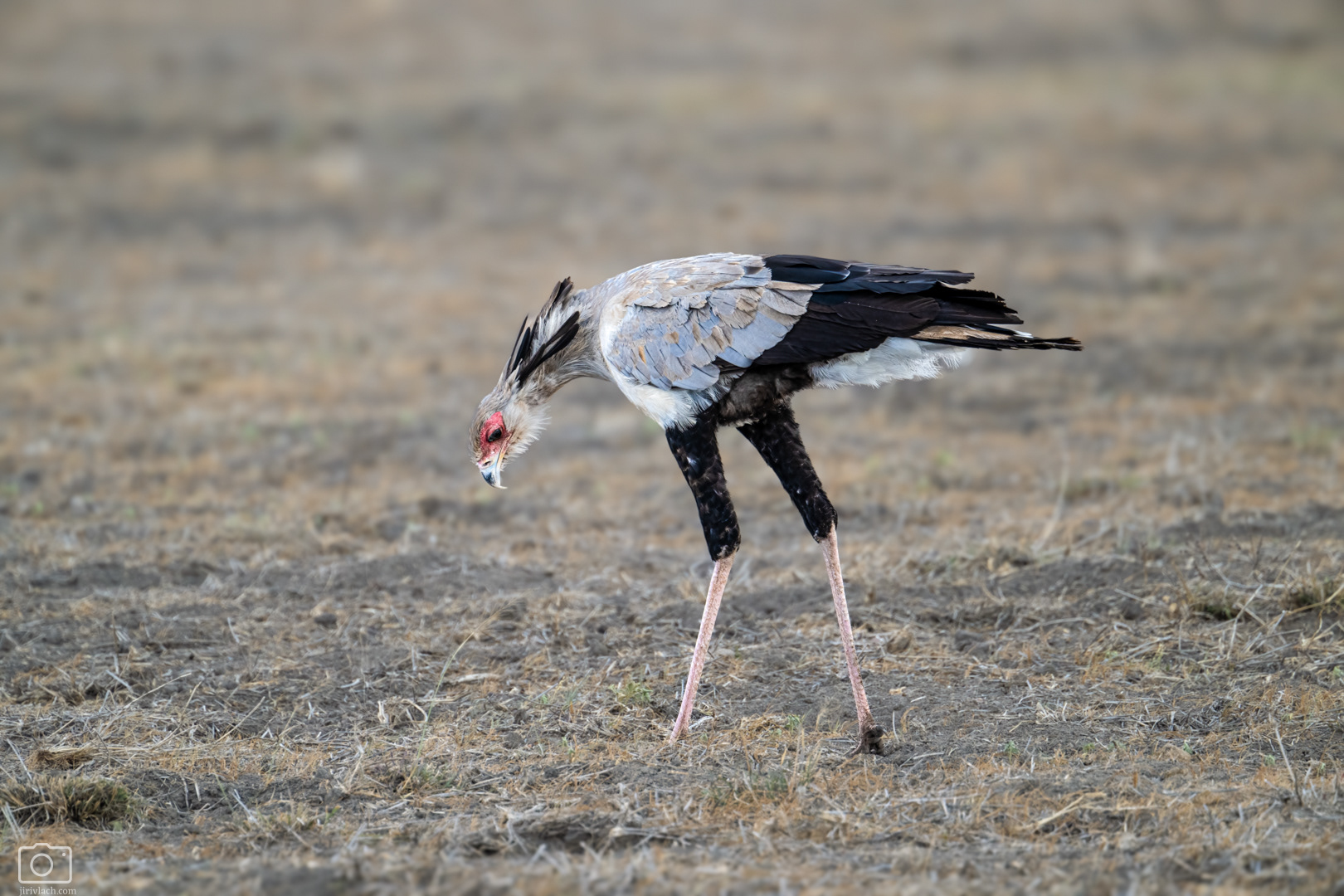 Hadilov písař (Sagittarius serpentarius), Kenya, 12/2025