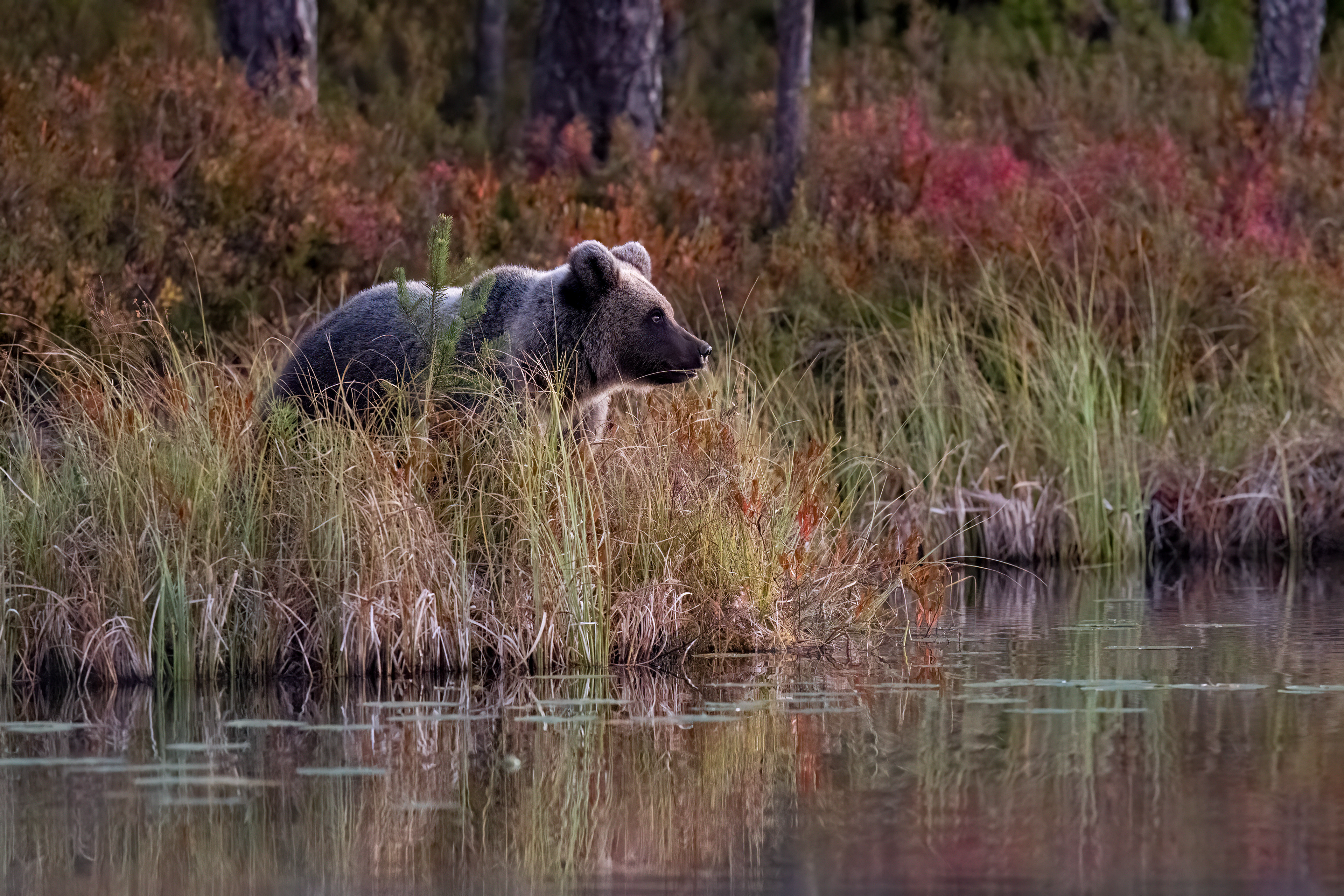 Medvěd hnědý (Ursus arctos), Finsko, 09/2025