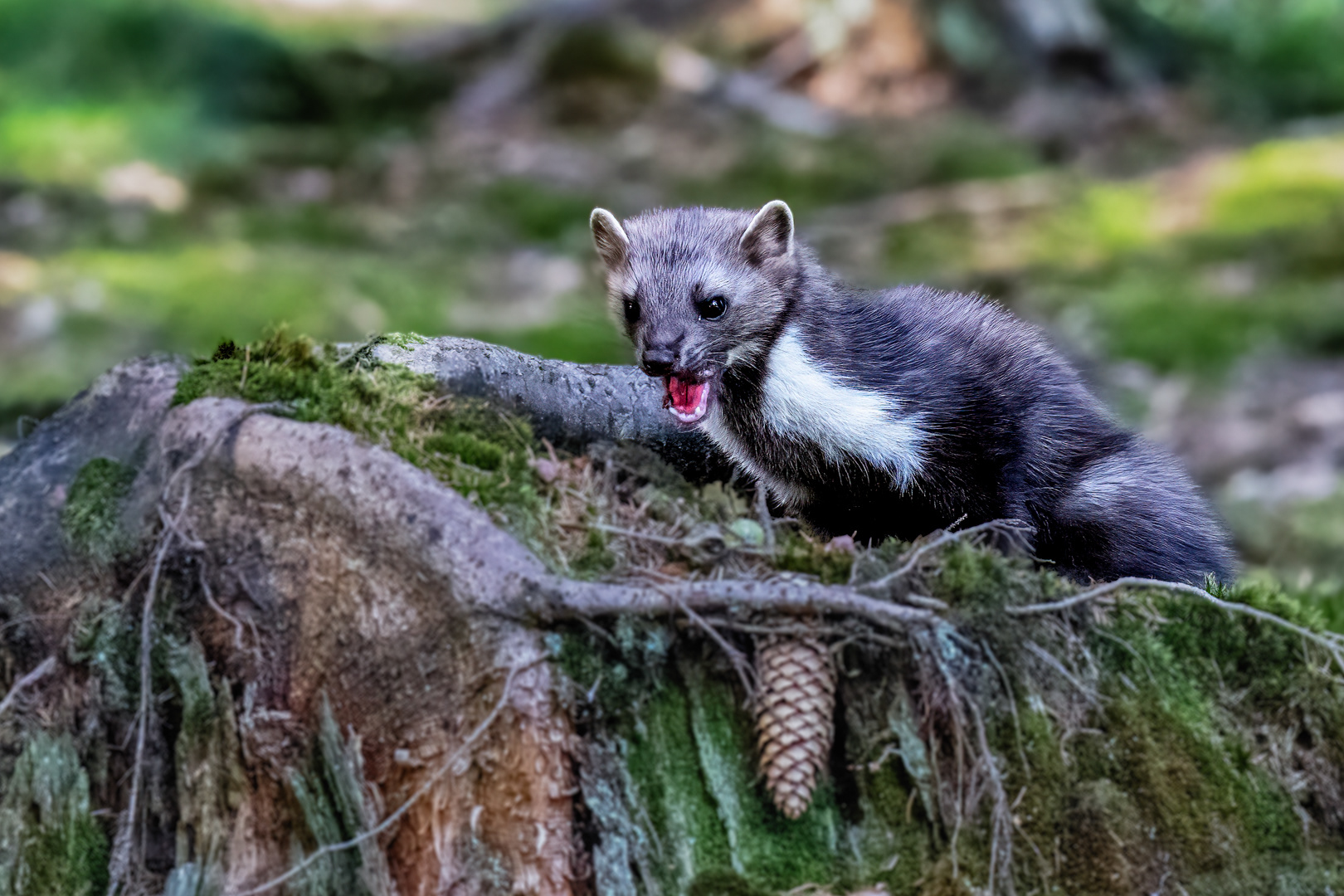 Kuna skalní (Martes foina), Vysočina, 08/2022