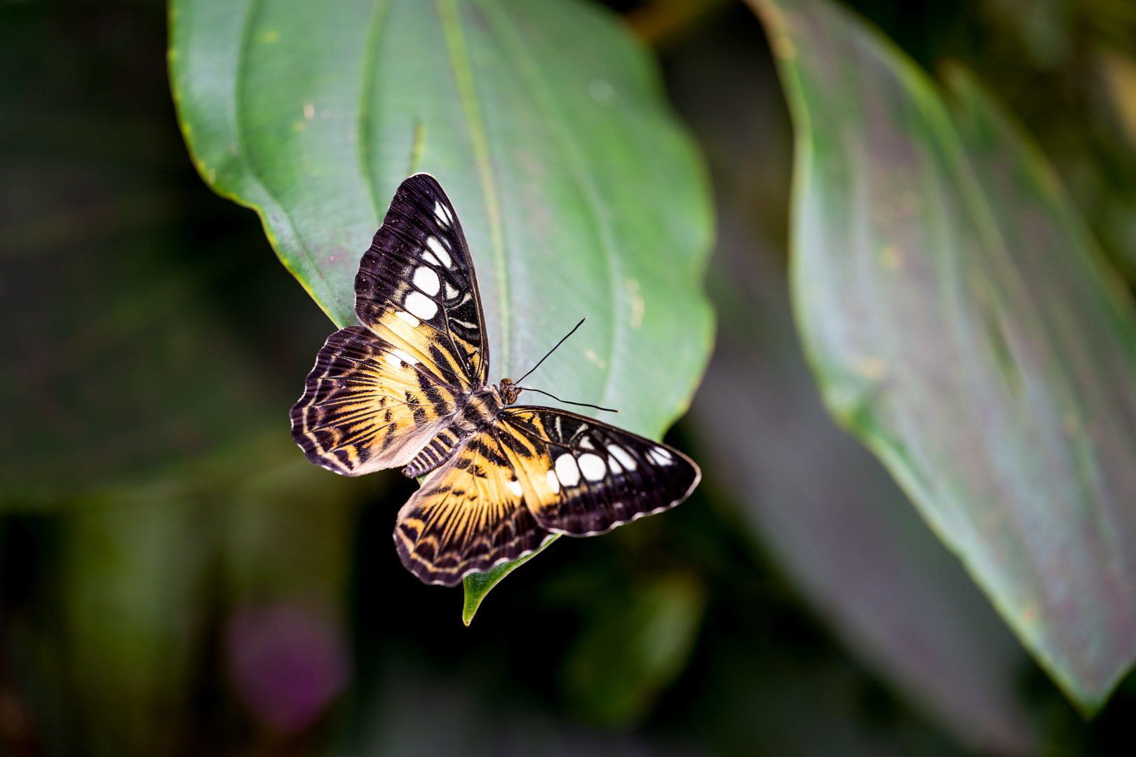 Parthenos sylvia, Fata Morgana, Praha, 04/2023 