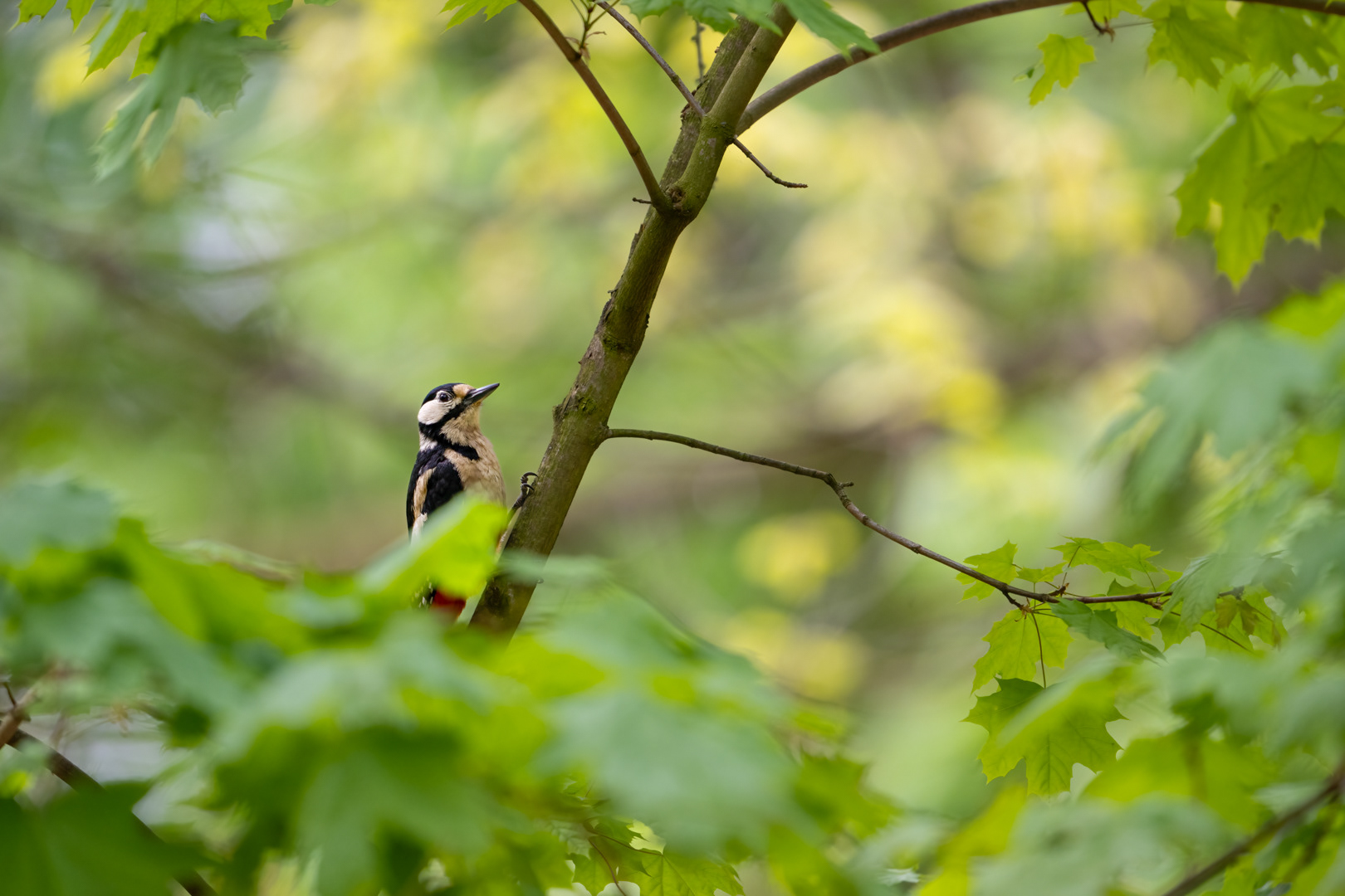 Strakapoud velký (Dendrocopos major), Štěpánka, 04/2024