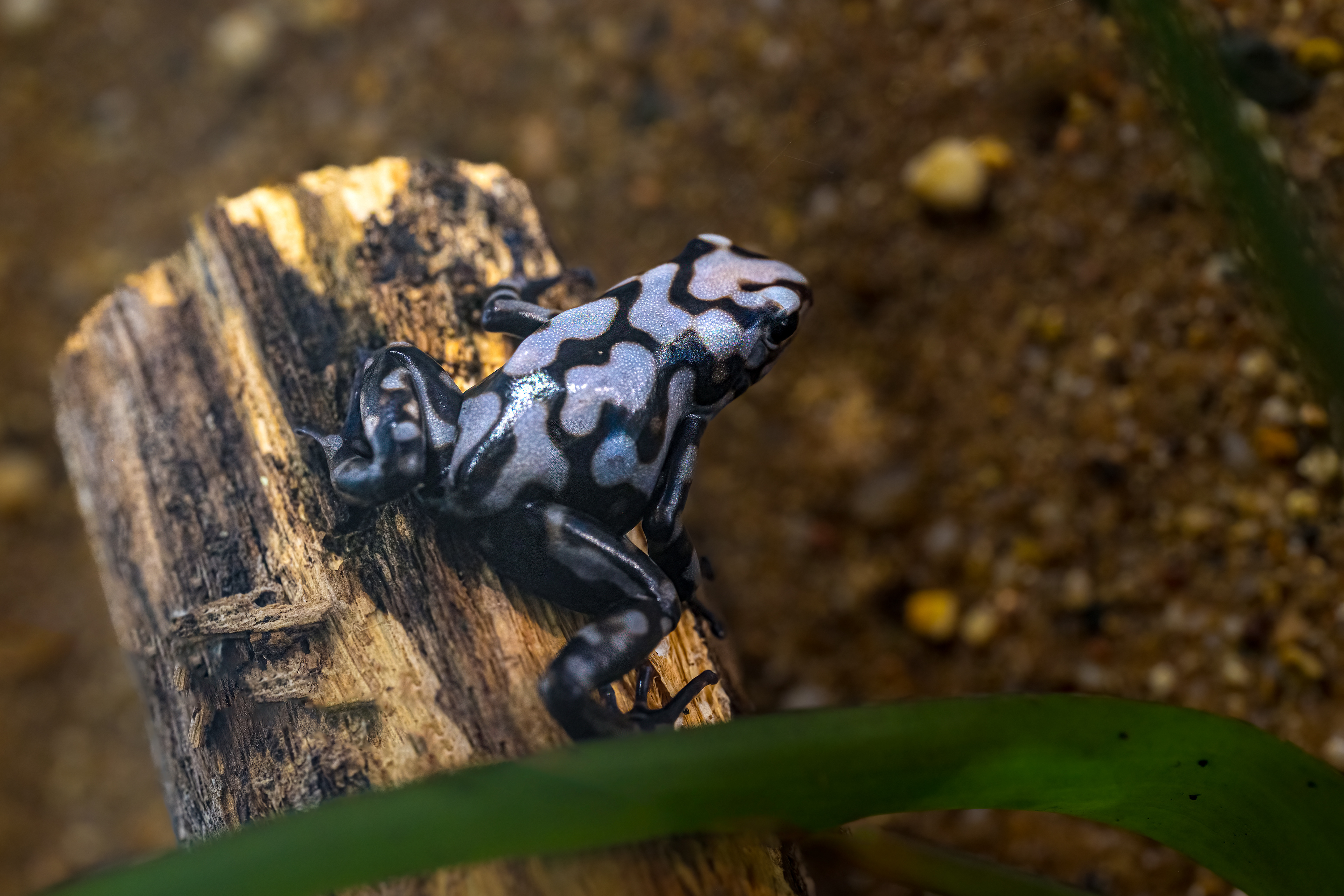 Pralesnička batiková "Peňa Blanca" (Dendrobates auratus "Peňa Blanca"), 08/2024