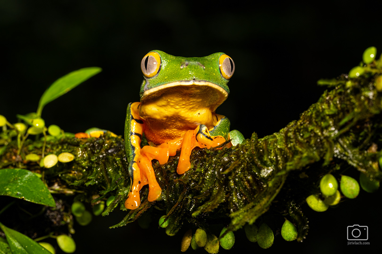 Listovnice ostruhatá (Splendid leaf frog, Cruziohyla calcarifer, syn. Agalychnis calcarifer)
