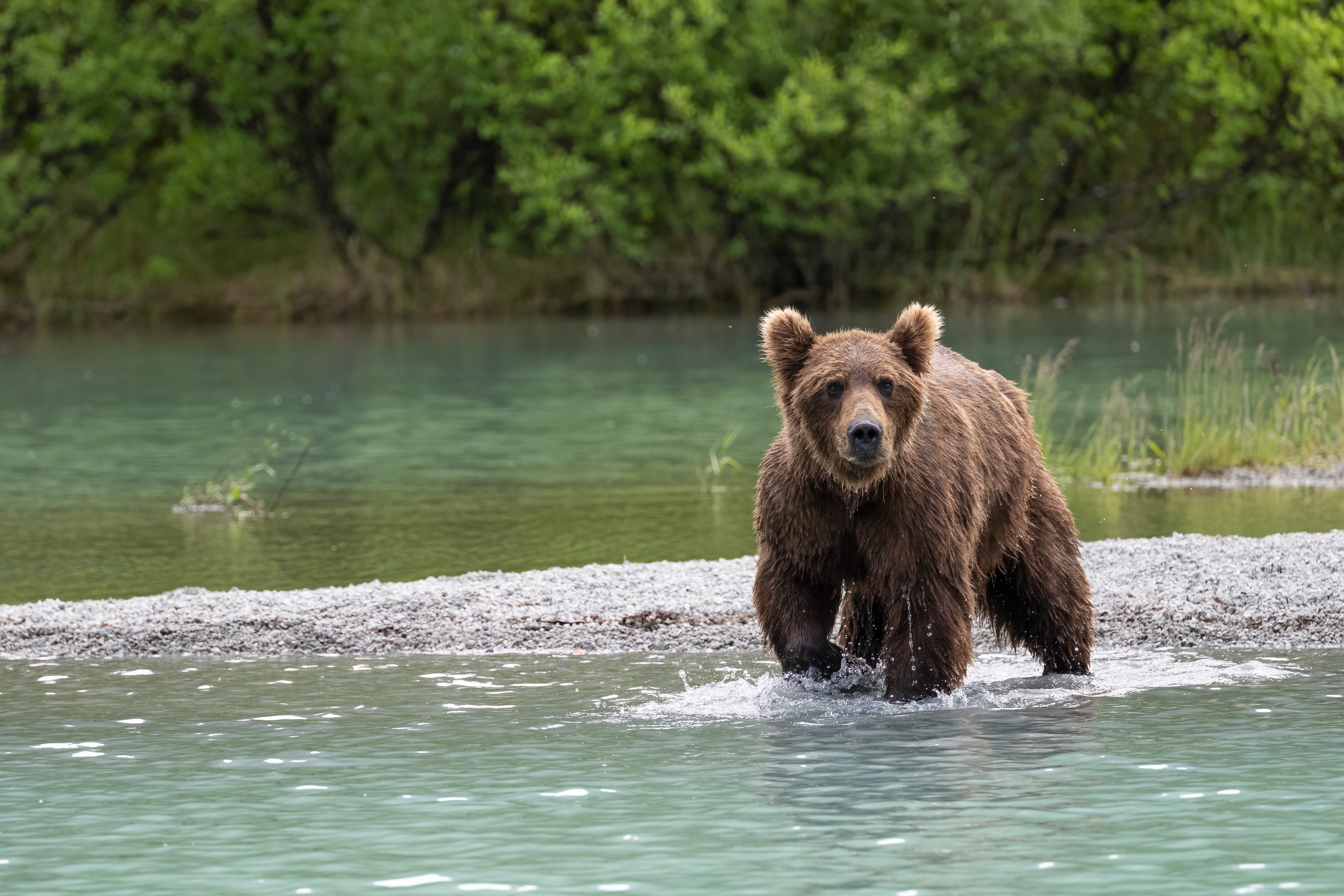 Medvěd grizzly (Ursus arctos horribilis), Aljaška, 07/2023