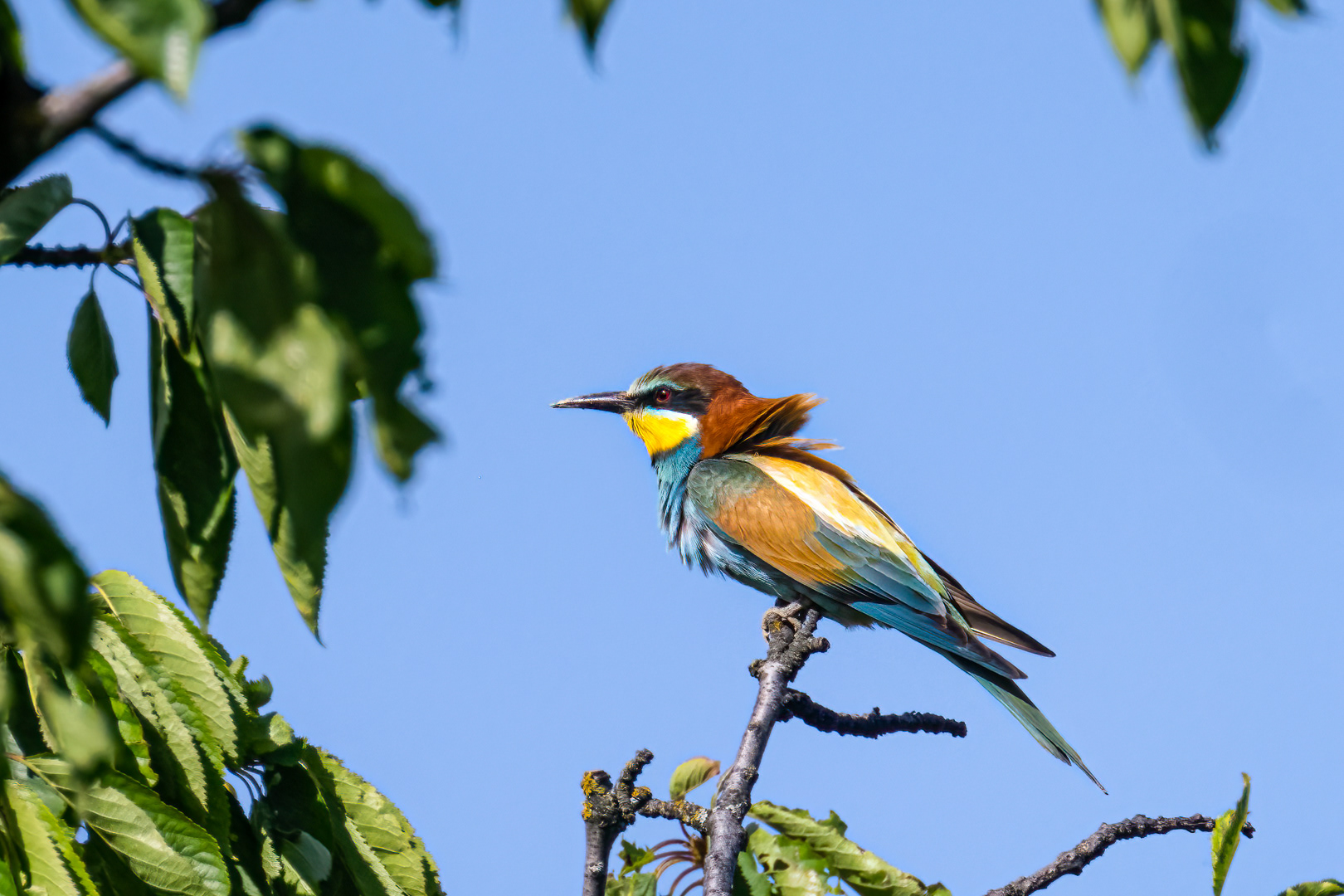 Vlha pestrá (Merops apiaster), jižní Morava, 06/2023
