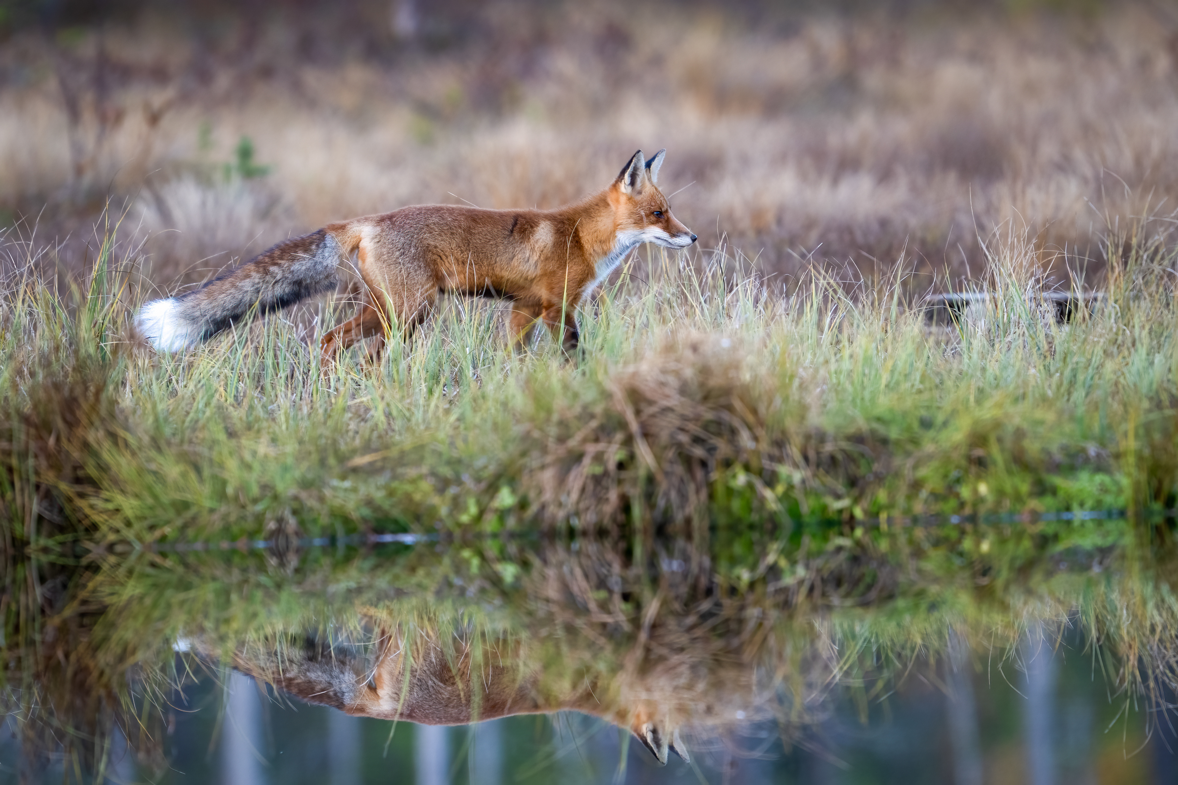 Liška obecná (Vulpes vulpes), Finsko, 09/2025