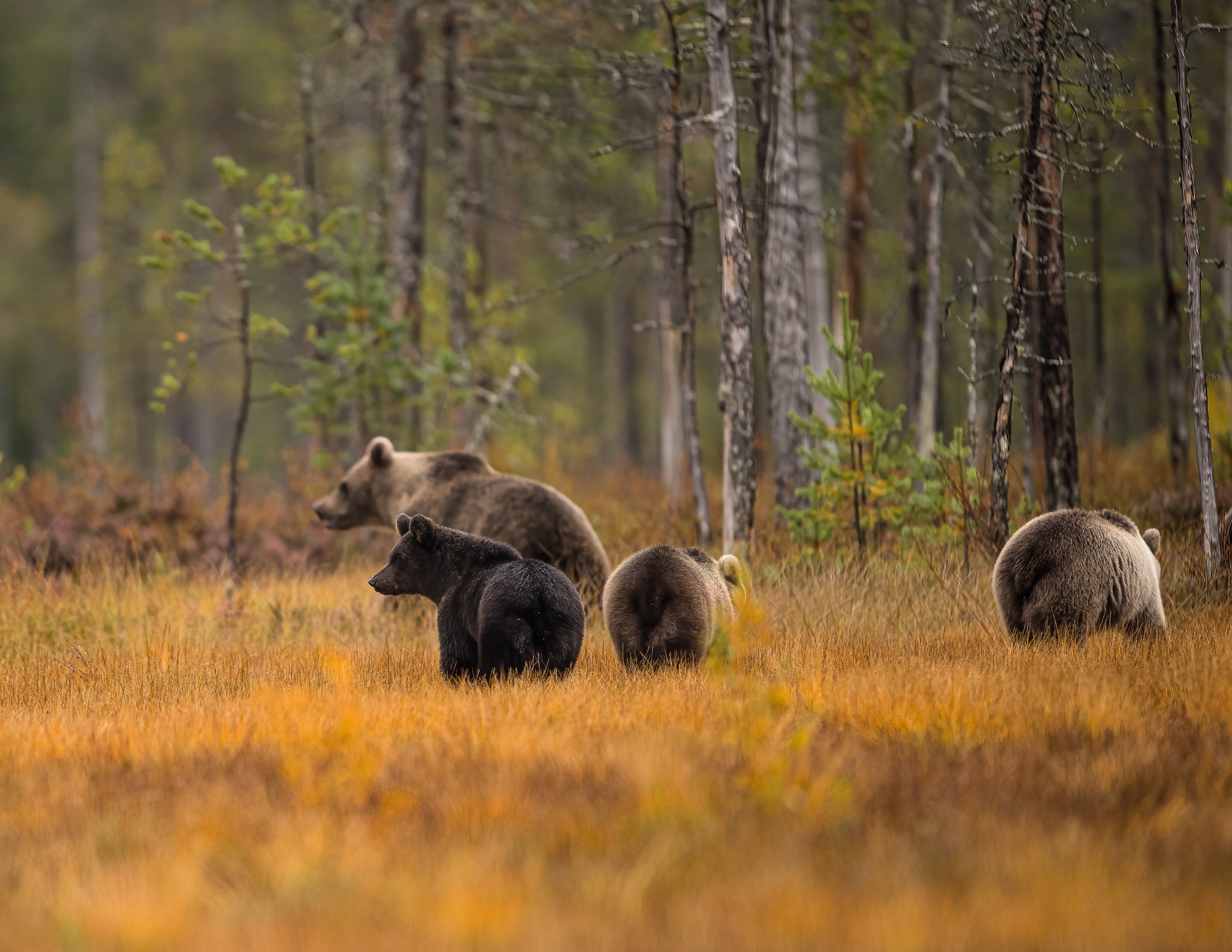 Medvěd hnědý (Ursus arctos), Finsko, 09/2022