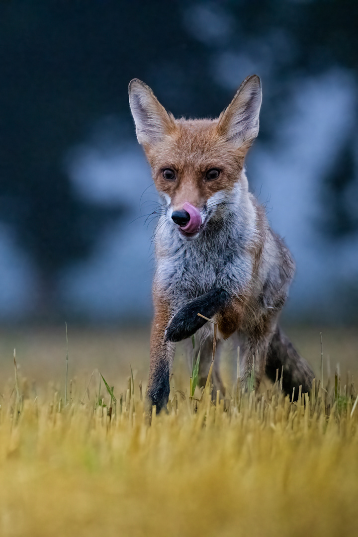 Liška obecná (Vulpes vulpes), Vysočina, 08/2022