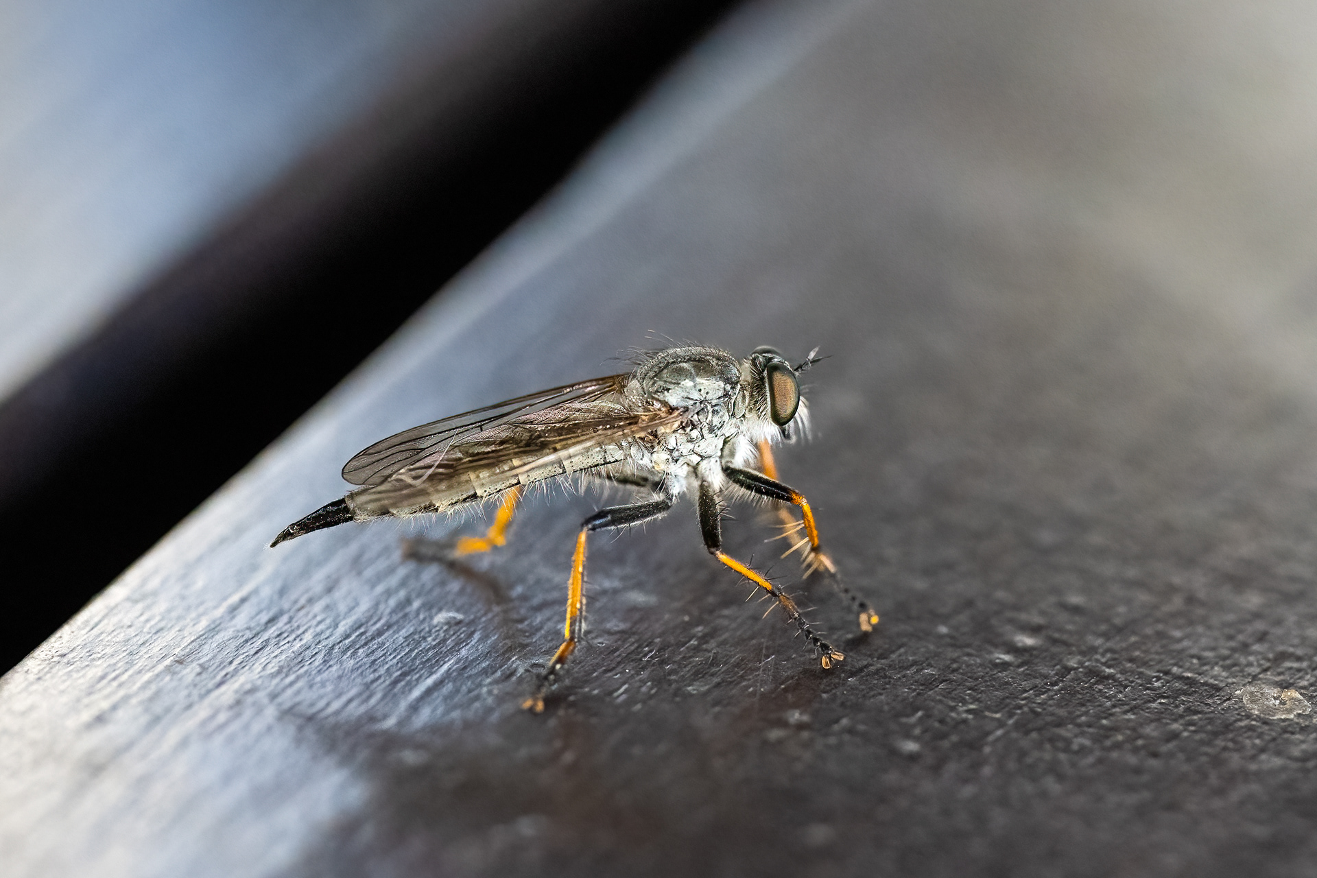 Roupec (Machimus cingulatus), Pyšely, 07/2024