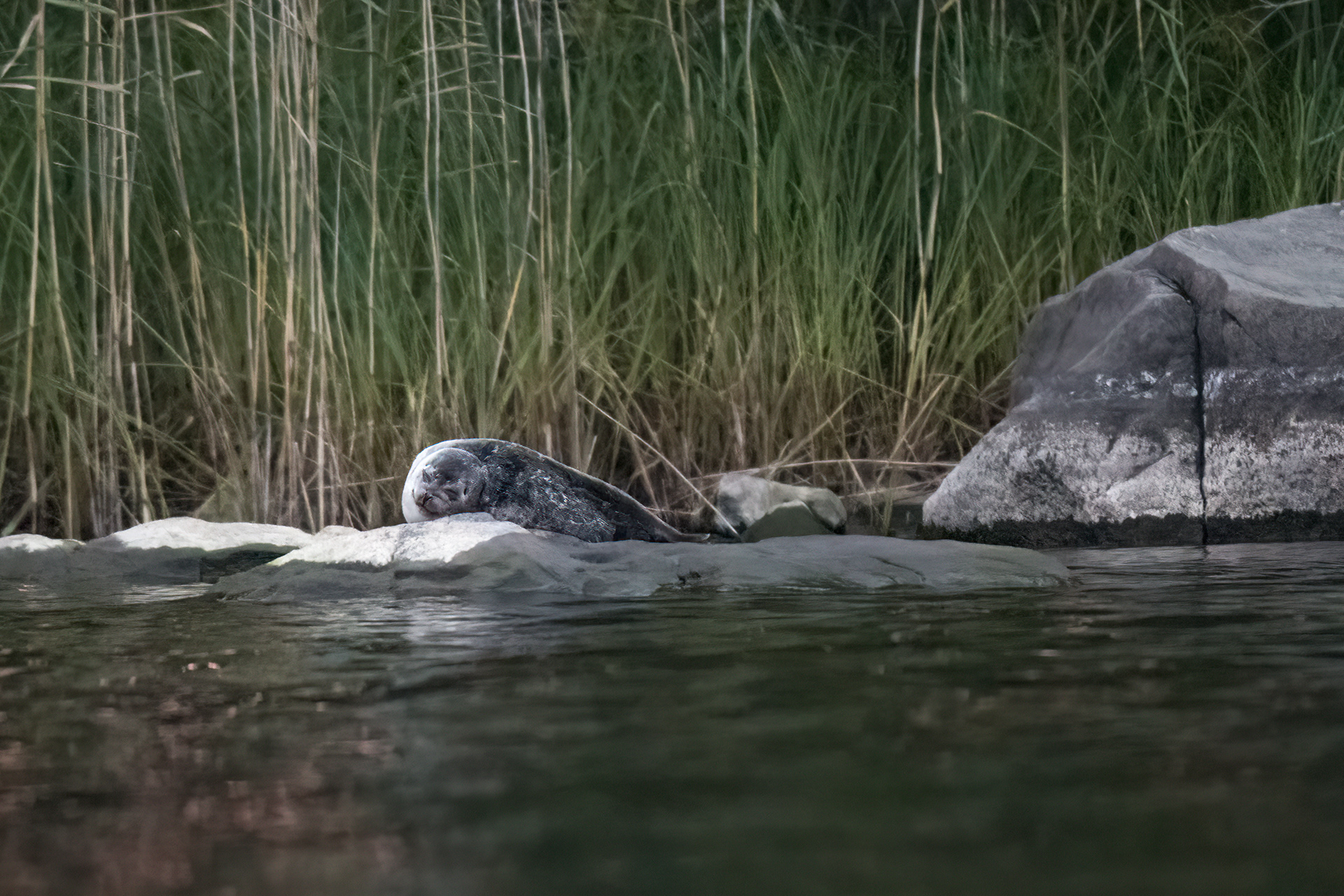 Tuleň kroužkovaný (Pusa hispida), jezero Saimaa, Finsko, 09/2022