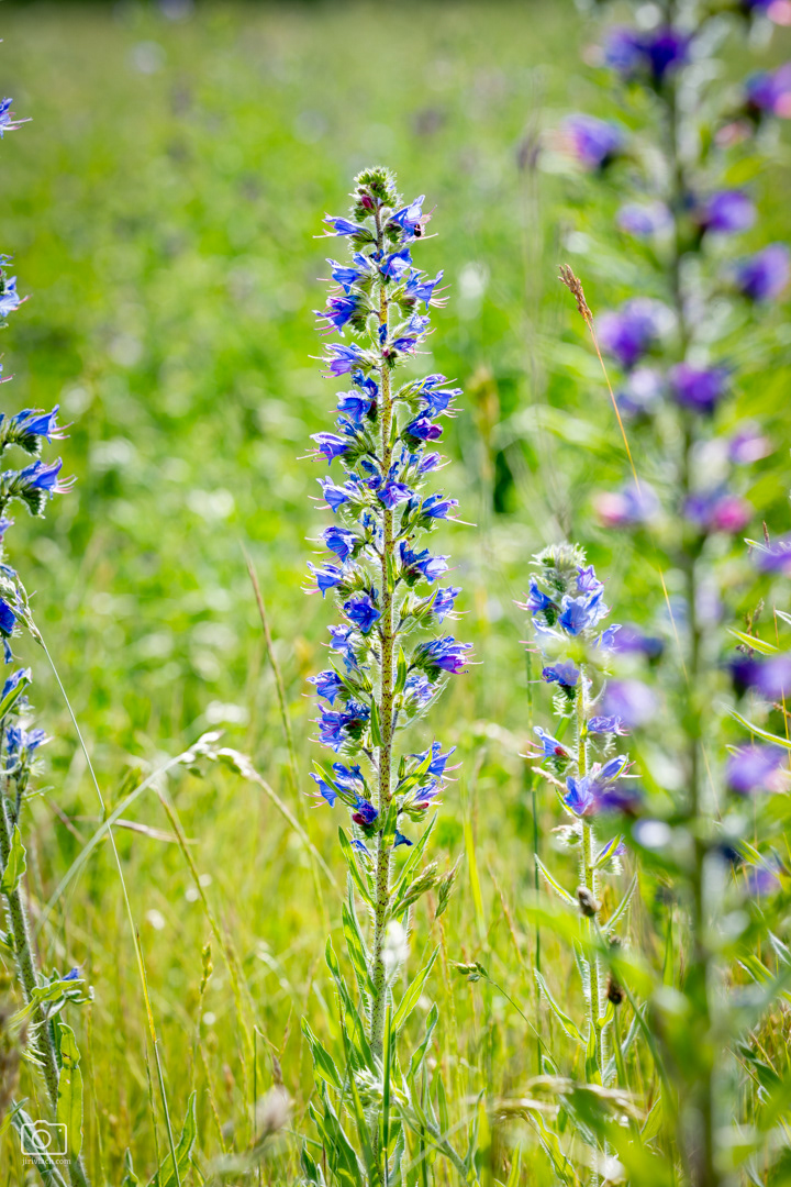 Hadinec obecný (Echium vulgare), Pyšely, 06/2026