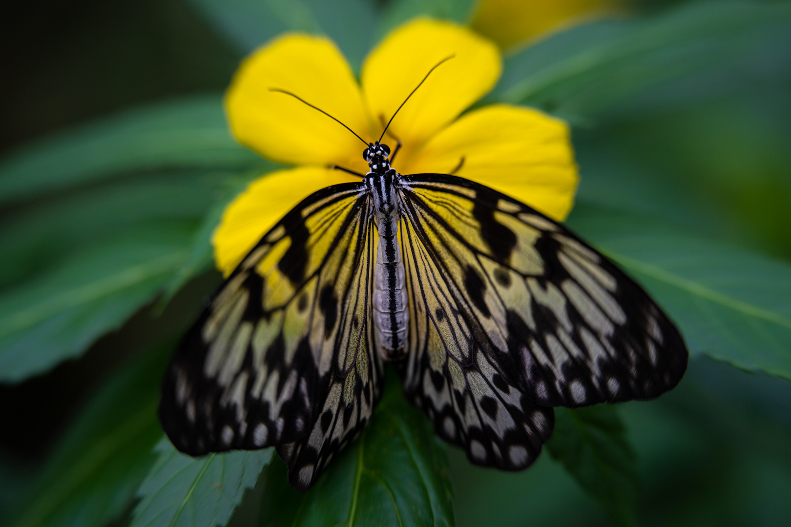 Idea leuconoe, Fata Morgana, Praha, 04/2023 