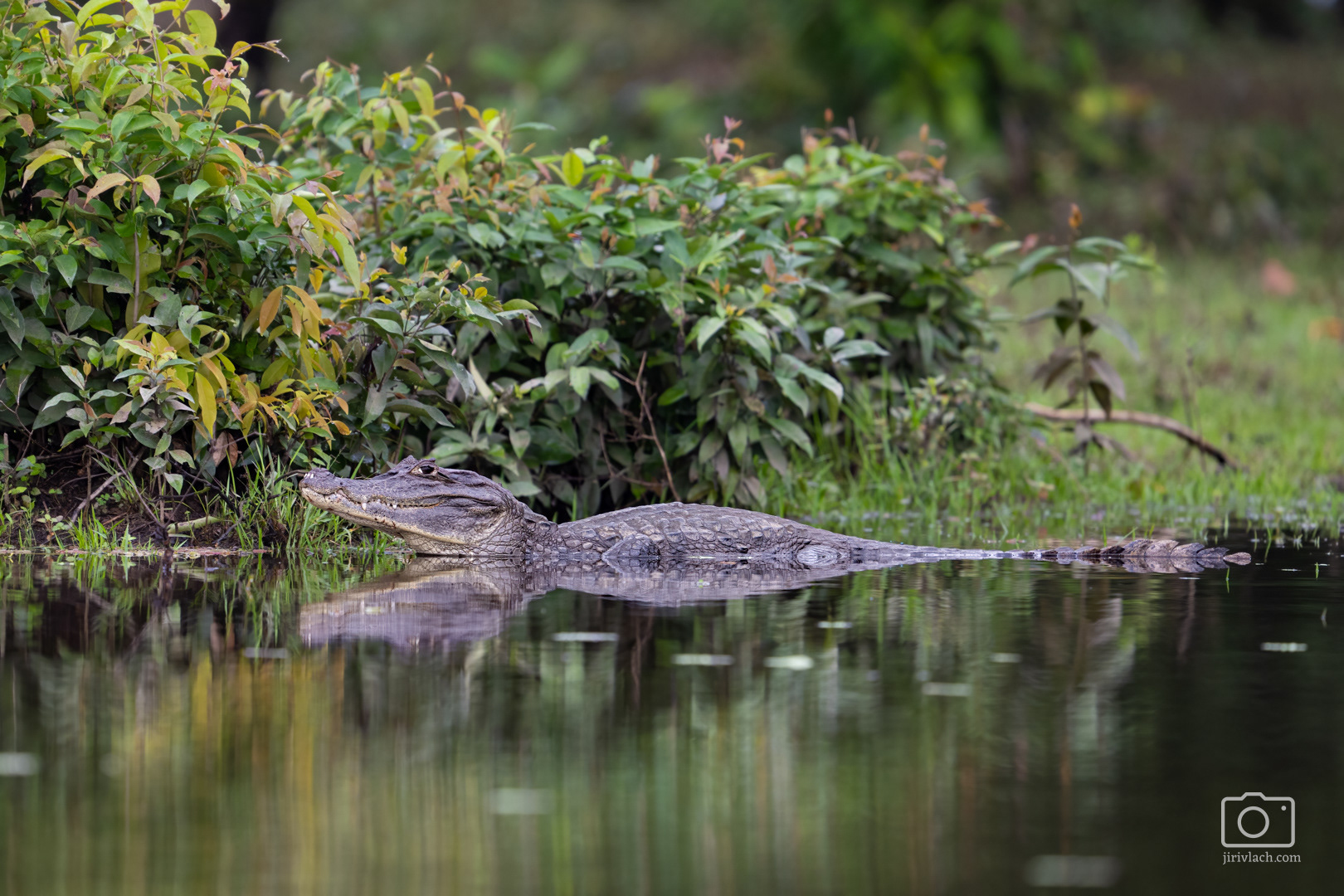 Kajman brýlový (Spectacled caiman, Caiman crocodilus), Kostarika, 01/2025