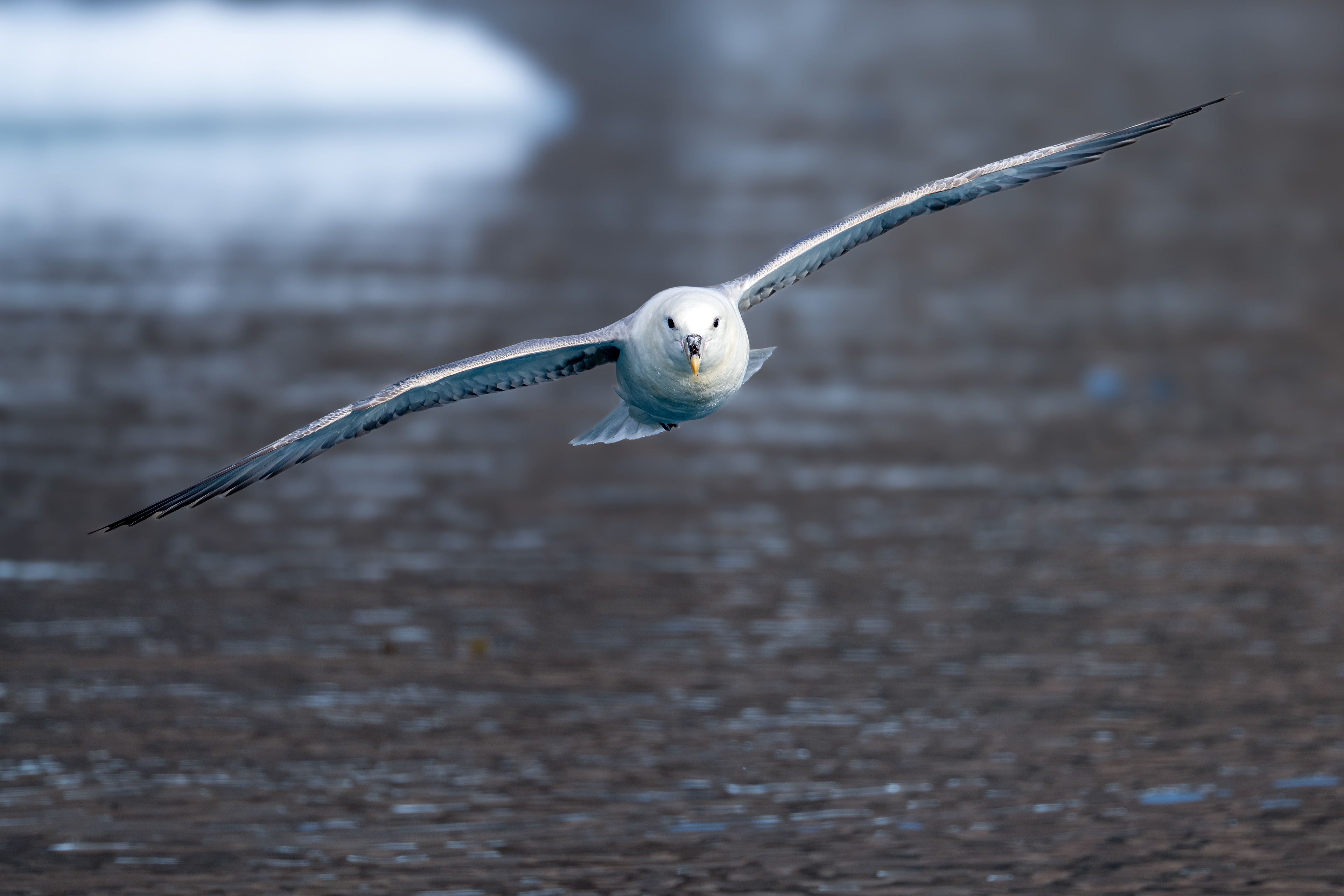 Buřňák lední (Fulmarus glacialis), Grónsko, 08/2025
