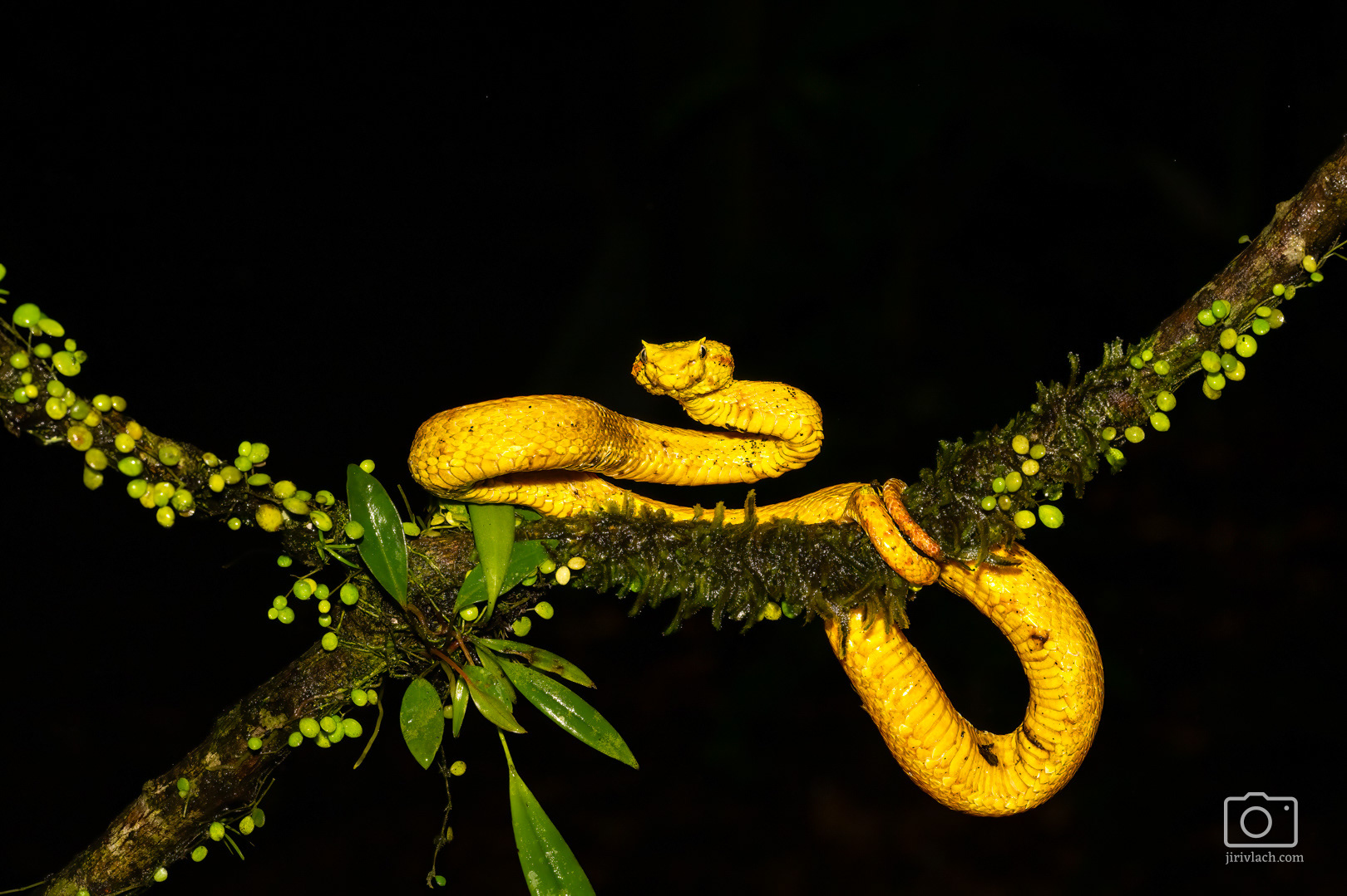 Křovinář ostnitý (Eyelash viper, Bothriechis schlegelii)