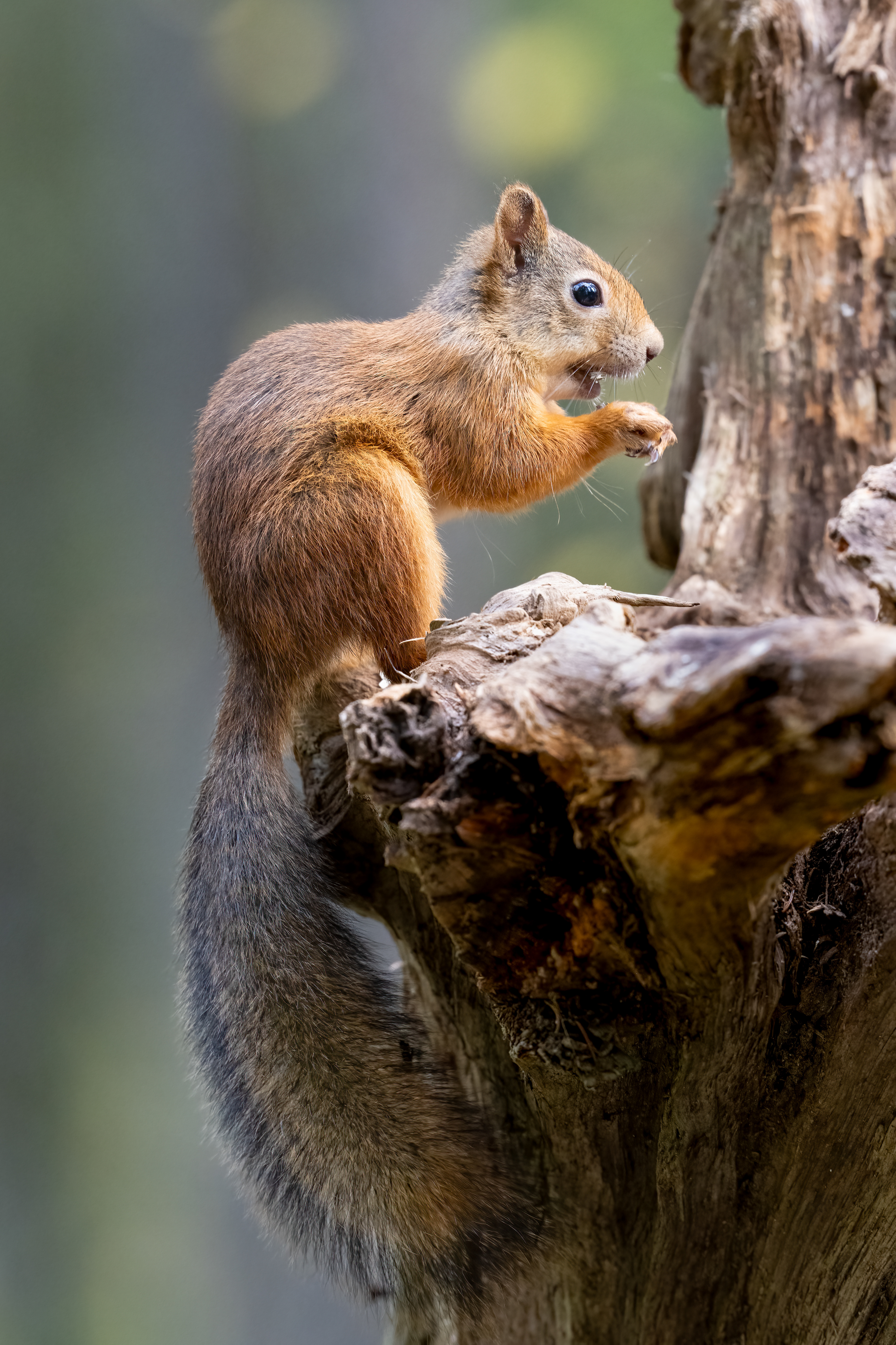 Veverka obecná (Sciurus vulgaris), Finsko, 09/2025