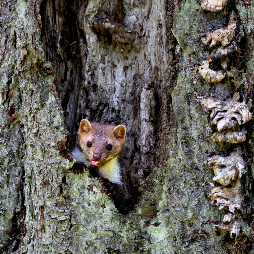 Kuna skalní (Martes foina), Vysočina, 08/2022