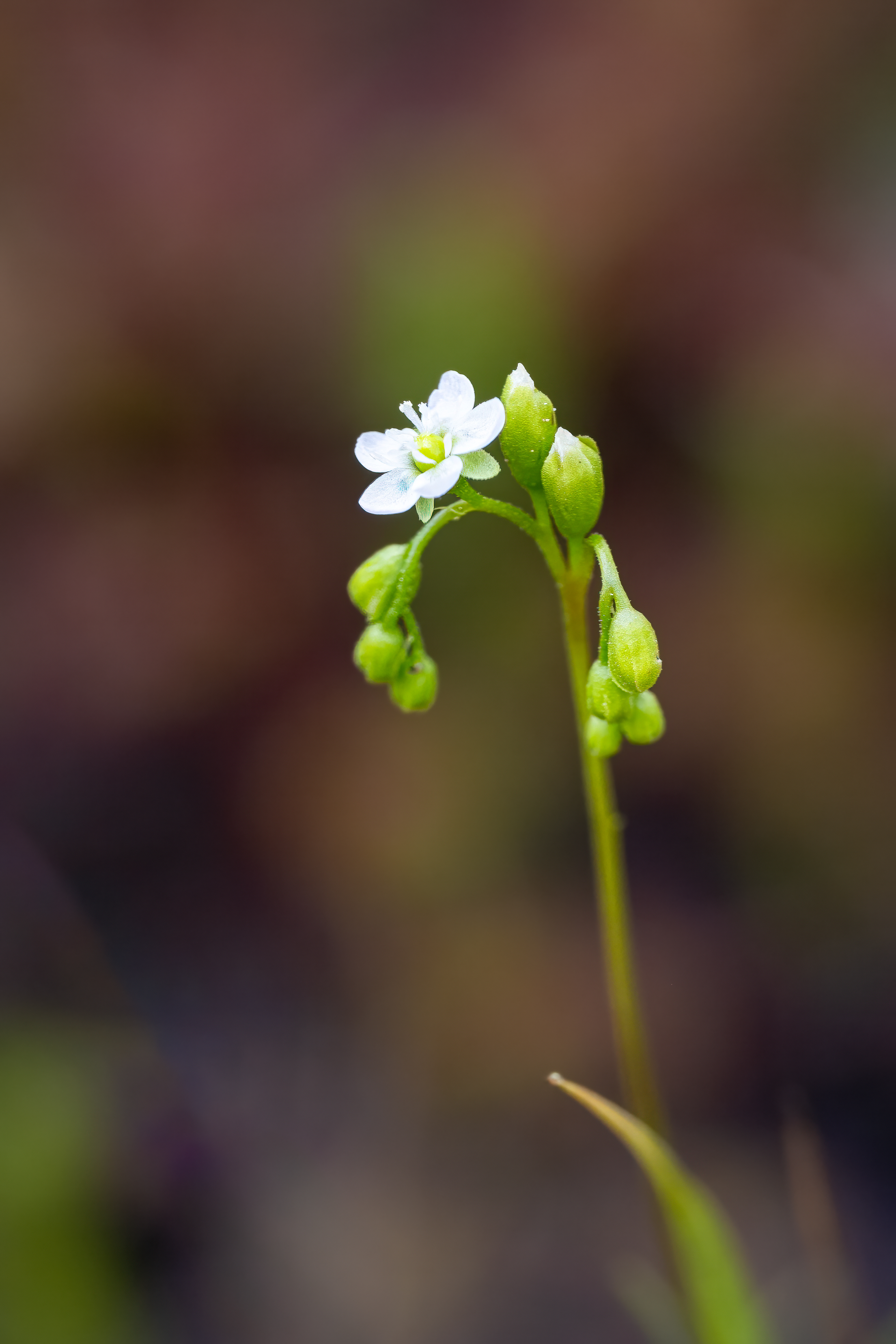 Rosnatka okrouhlolistá (Drosera rotundifolia), květ, Pískovna Cep