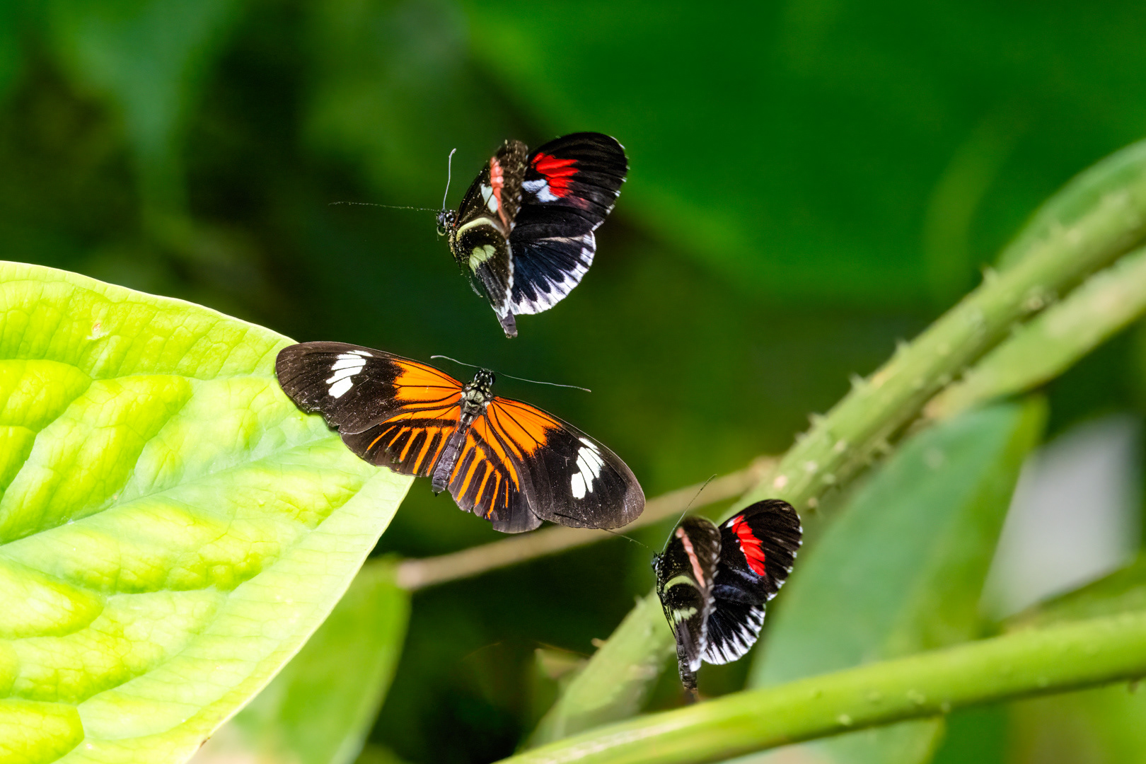 Heliconius melpomene (Postman butterfly), Fata Morgana, Praha, 05/2024