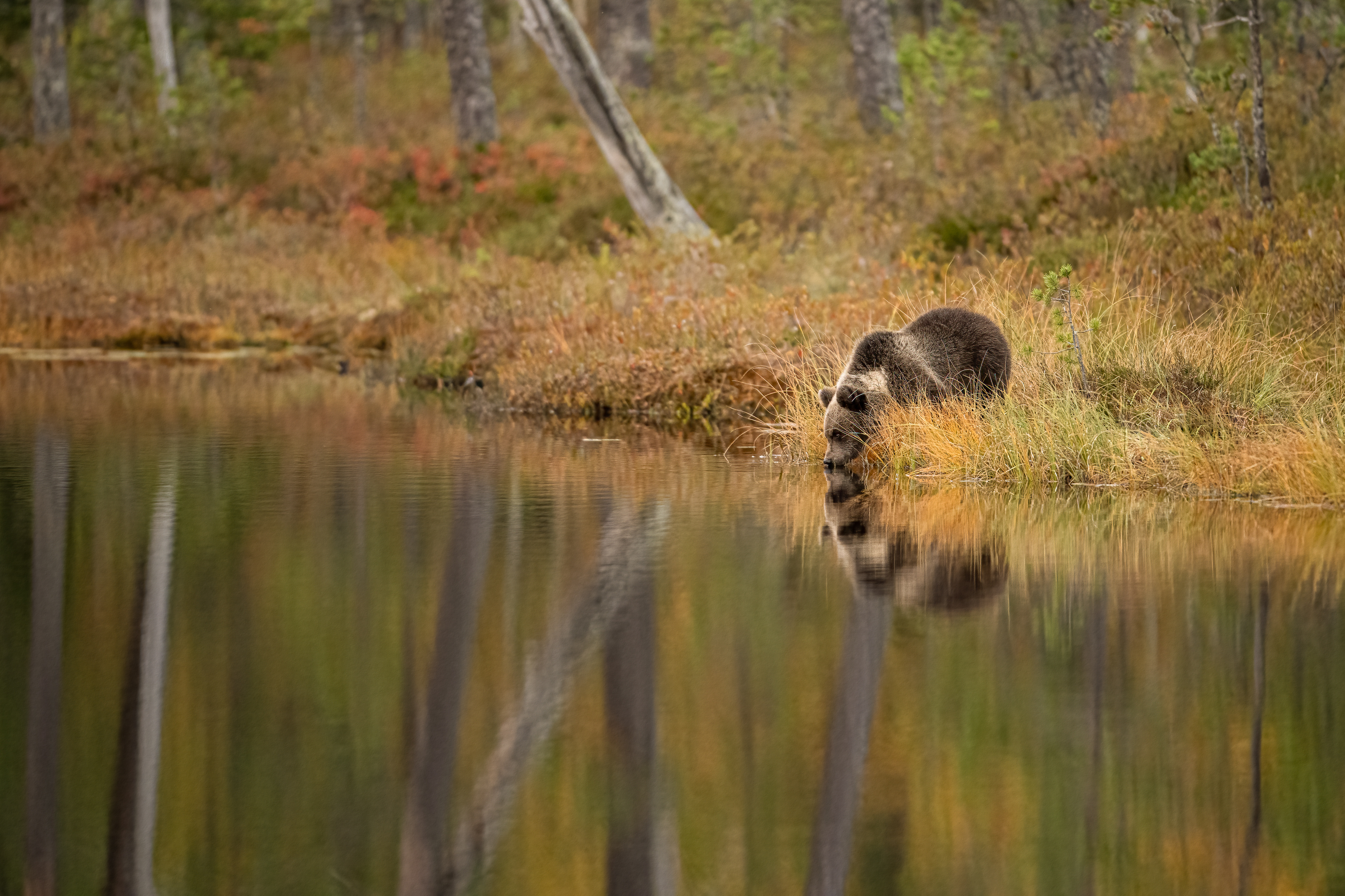 Medvěd hnědý (Ursus arctos), Finsko, 09/2022