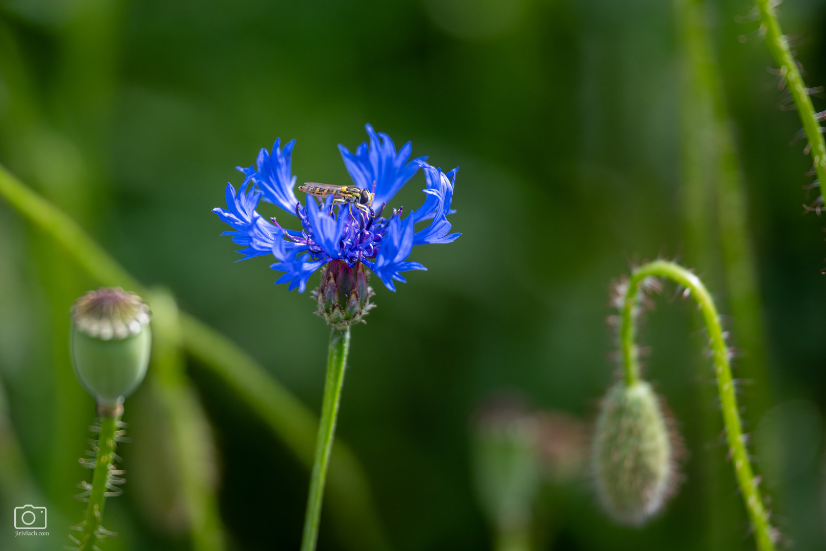 Chrpa modrá (Centaurea cyanus), Pyšely, 06/2026