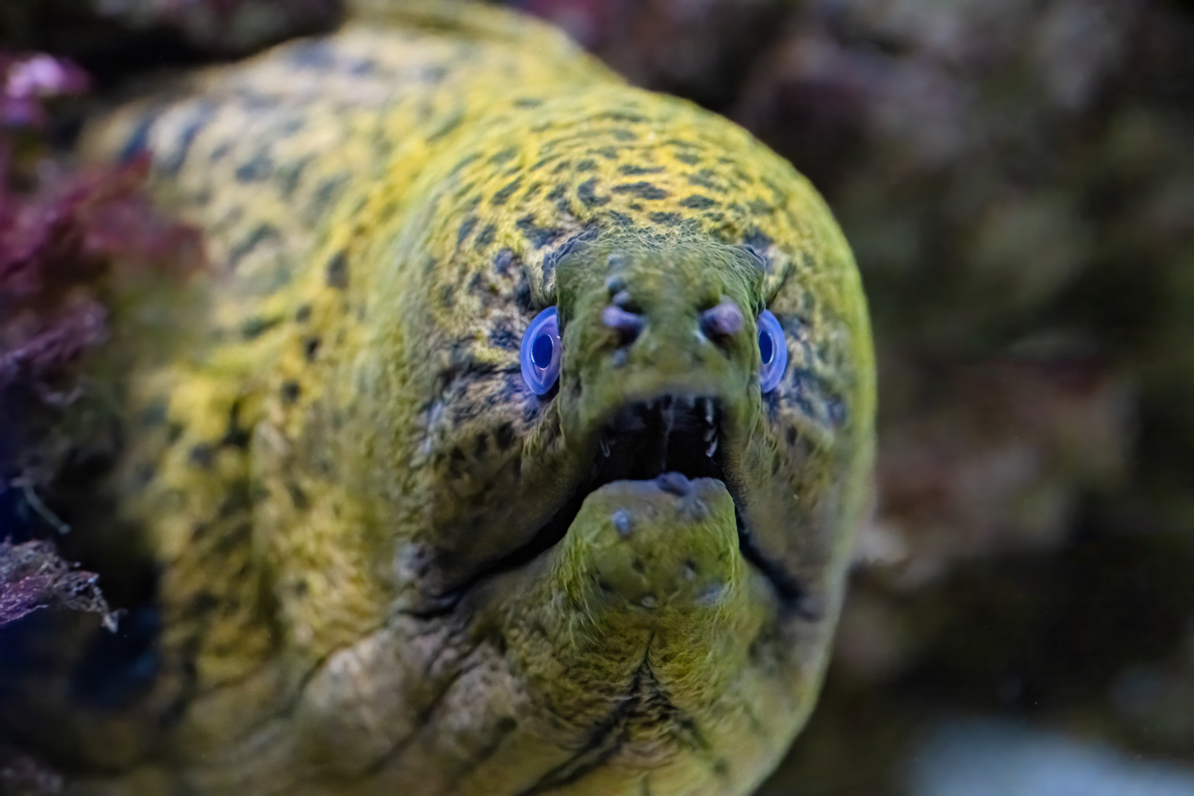 Muréna jávská (Gymnothorax javanicus)