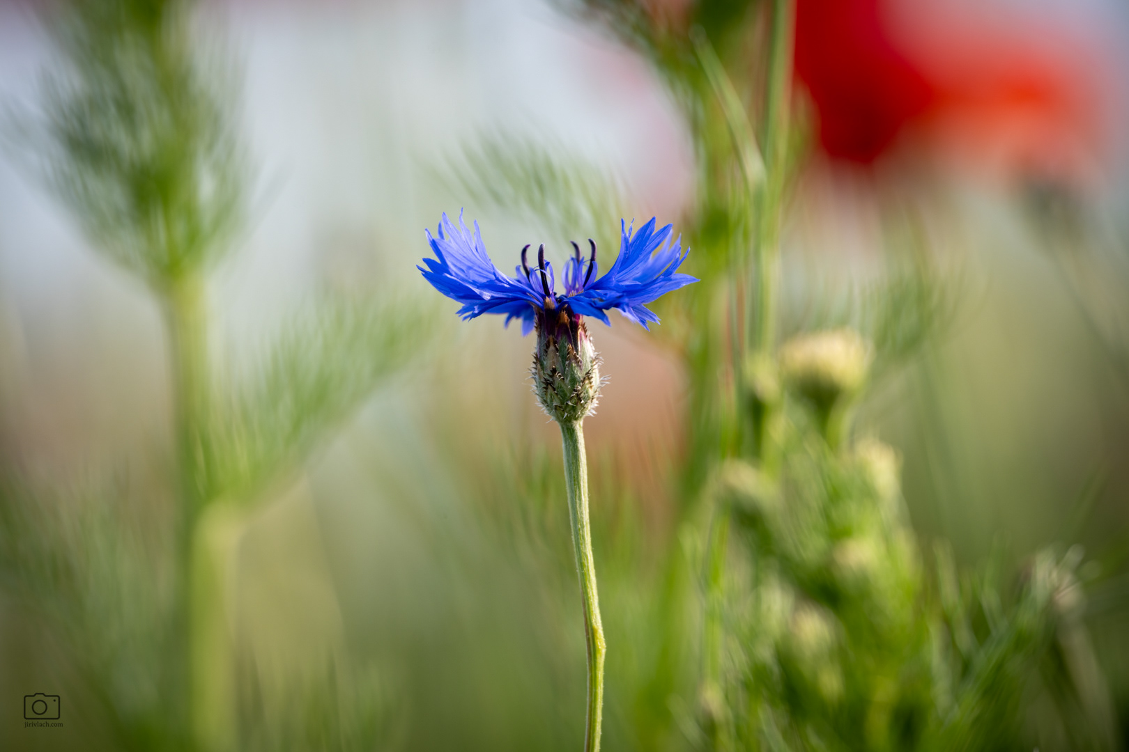 Chrpa modrá (Centaurea cyanus), Pyšely, 06/2026