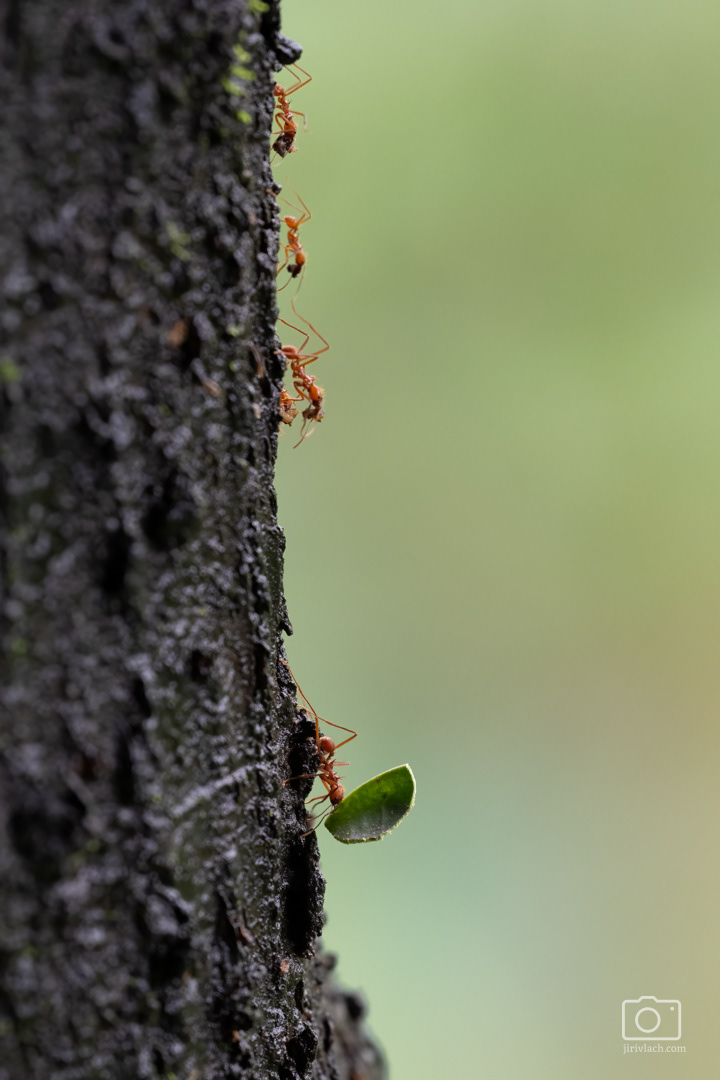 Mravenec střihač (Leafcutter ant, Atta sp.), Kostarika, 01/2025