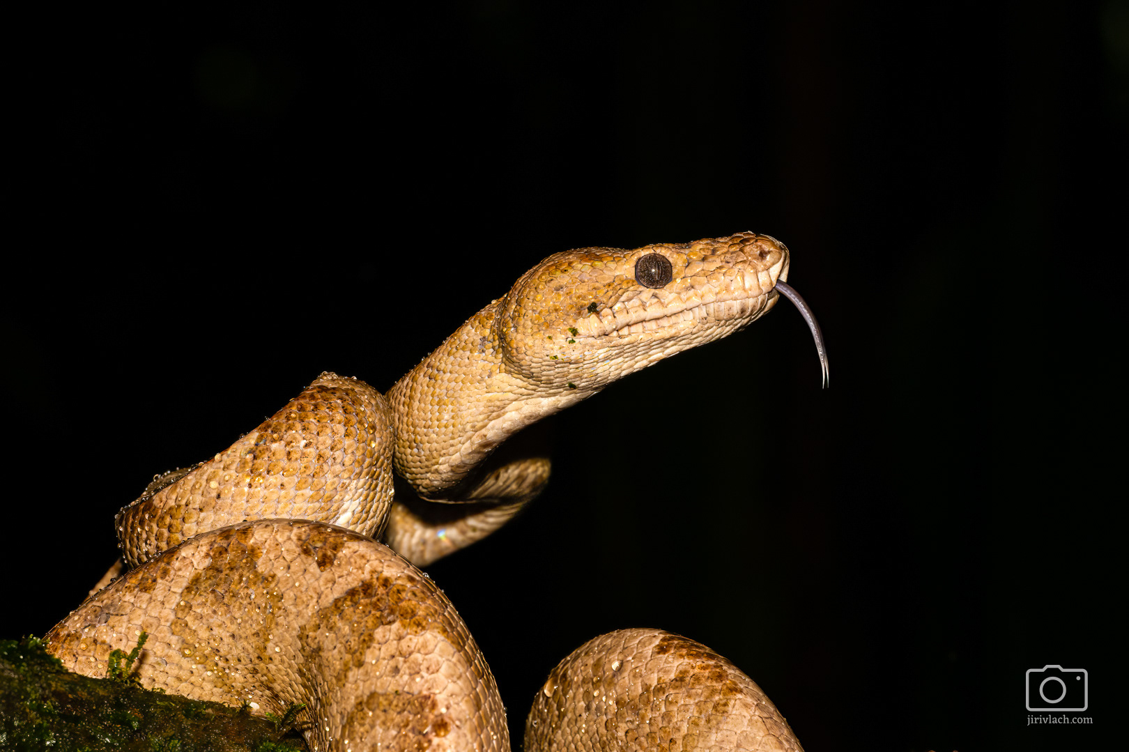 Psohlavec kroužkovaný (Ringed tree boa, Corallus annulatus)