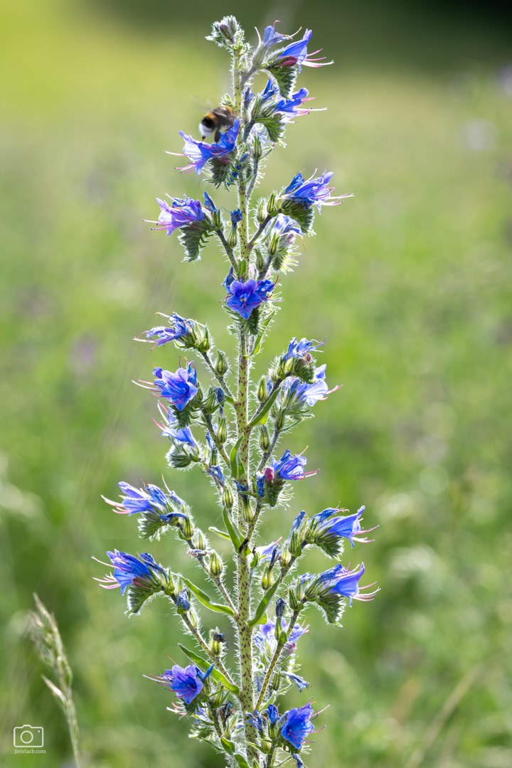Hadinec obecný (Echium vulgare), Pyšely, 06/2026