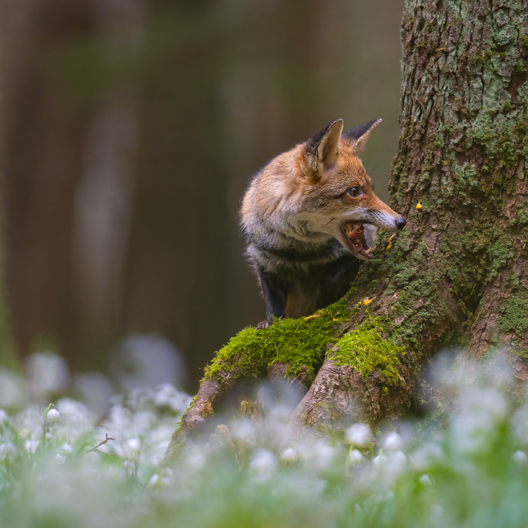 Liška obecná (Vulpes vulpes), Vysočina, 03/2024