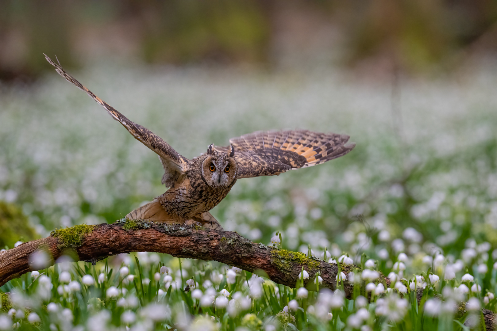 Kalous ušatý (Asio otus), Vysočina, 03/2024