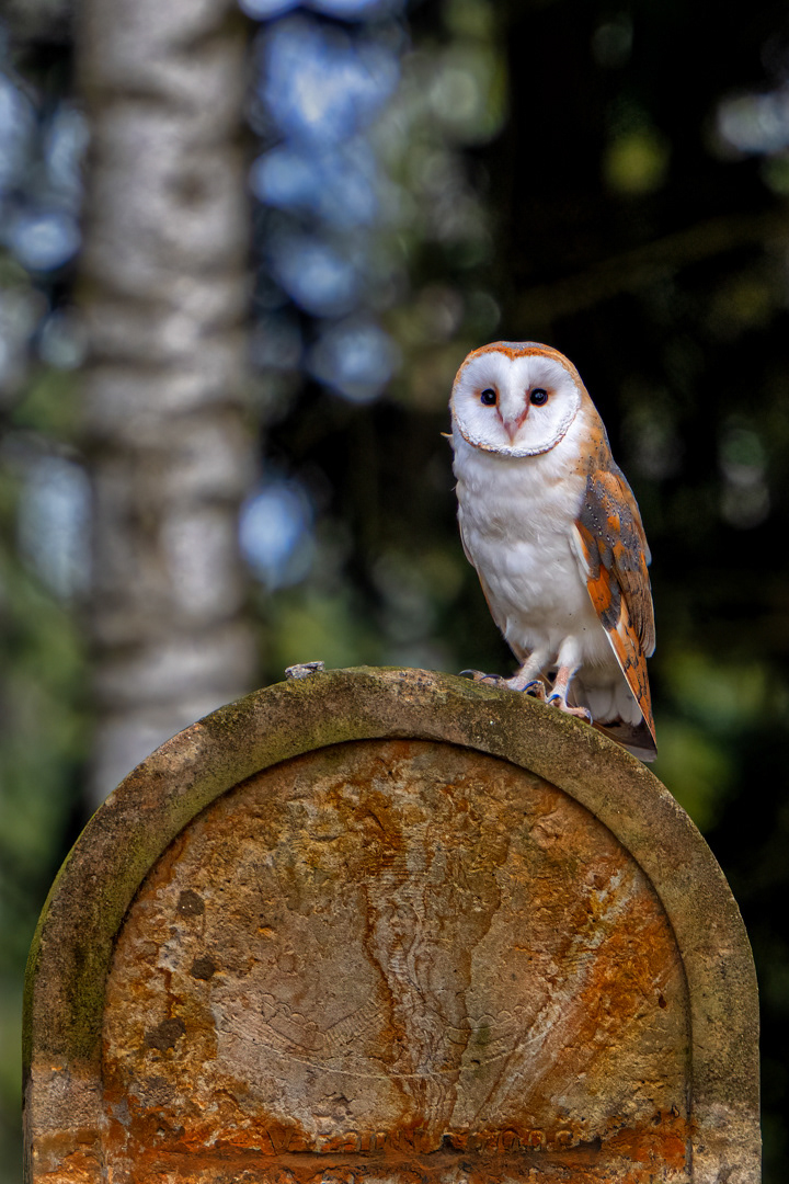 Sova pálená (Tyto alba), bílá forma, Vysočina, 03/2022