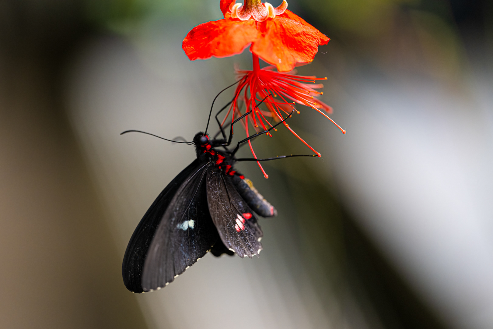 Heliconius melpomene (Postman butterfly), Fata Morgana, Praha, 05/2024