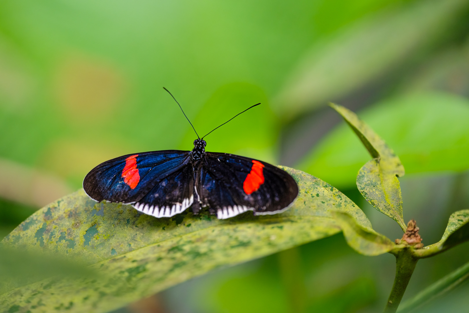Heliconius melpomene (Postman butterfly), Fata Morgana, Praha, 05/2024