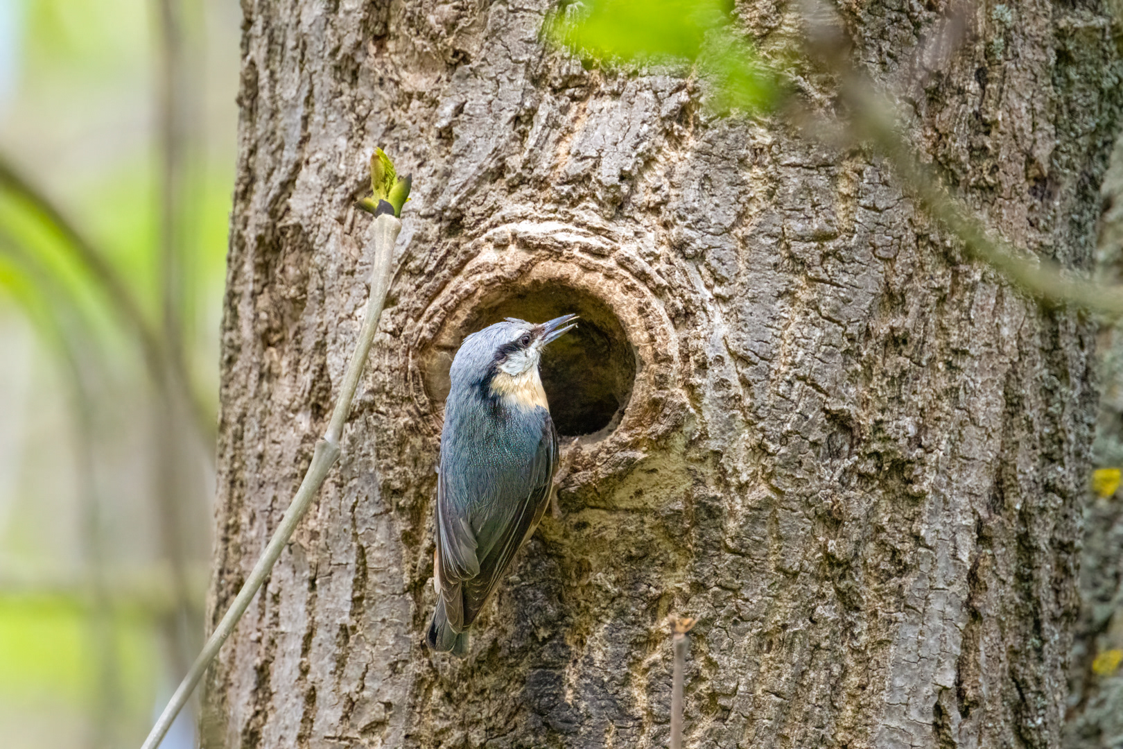 Brhlík lesní (Sitta europaea), Lštění, 05/2024