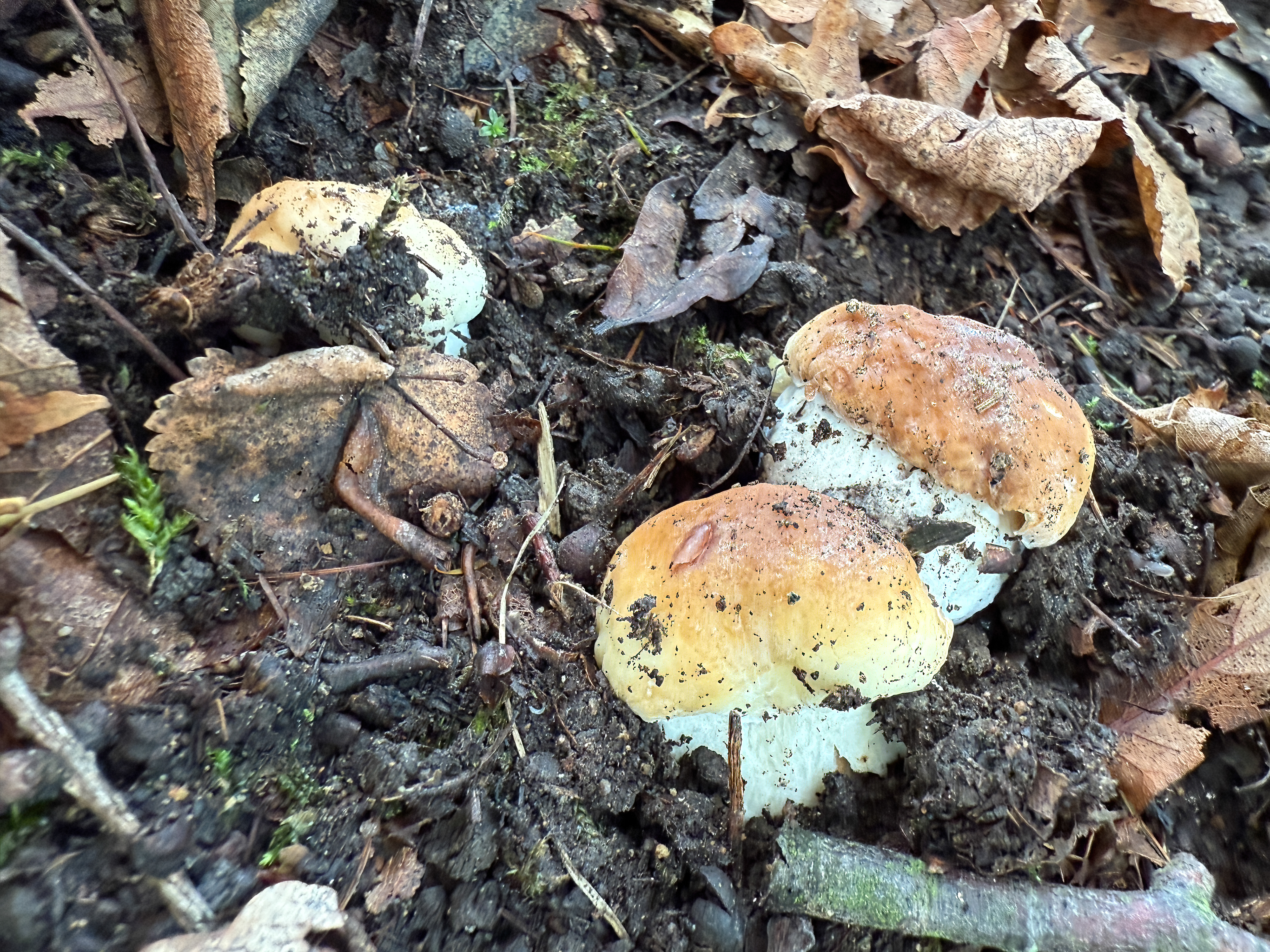 Hřib smrkový (Boletus edulis)