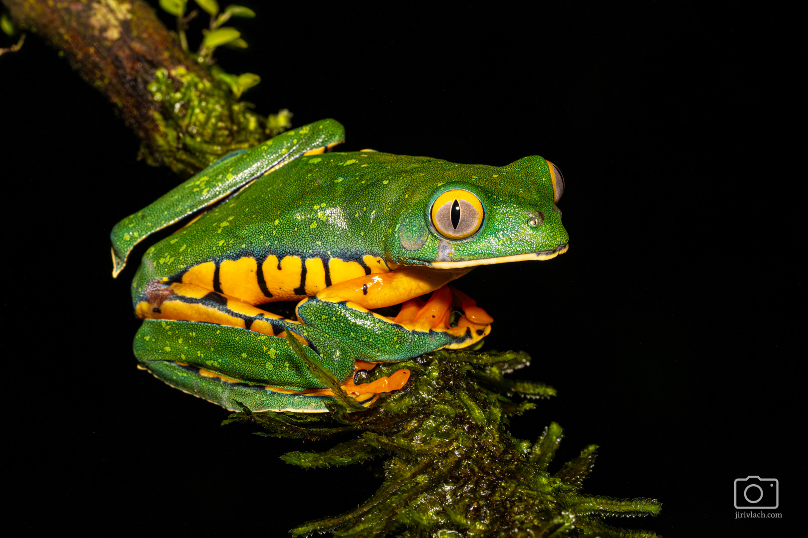 Listovnice ostruhatá (Splendid leaf frog, Cruziohyla calcarifer, syn. Agalychnis calcarifer)