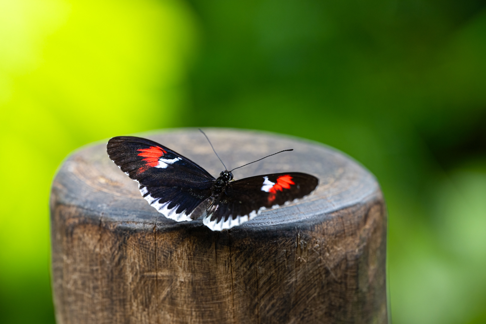 Heliconius melpomene (Postman butterfly), Fata Morgana, Praha, 05/2024