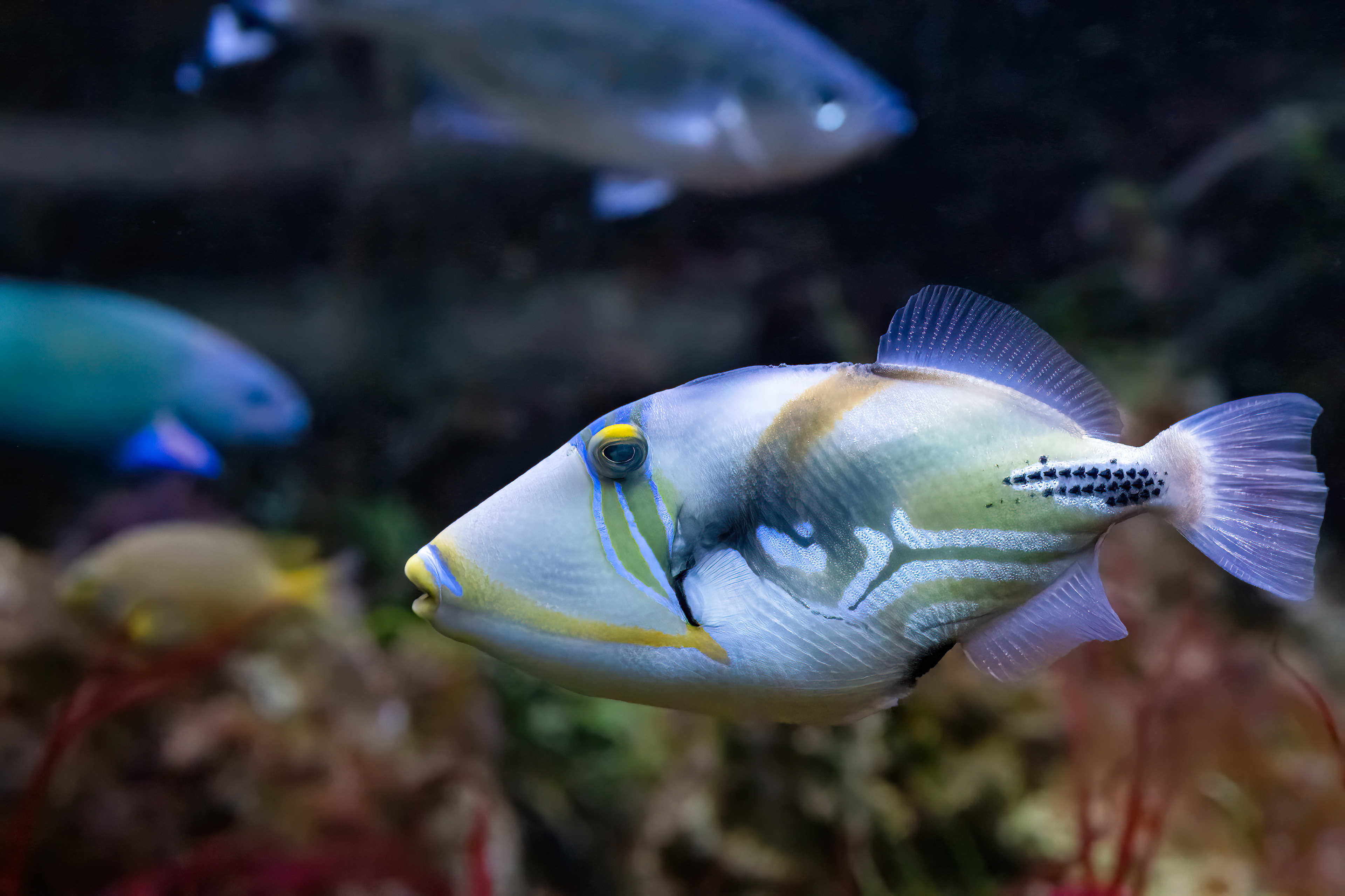 Ostenec Picassův (Rhinecanthus aculeatus)