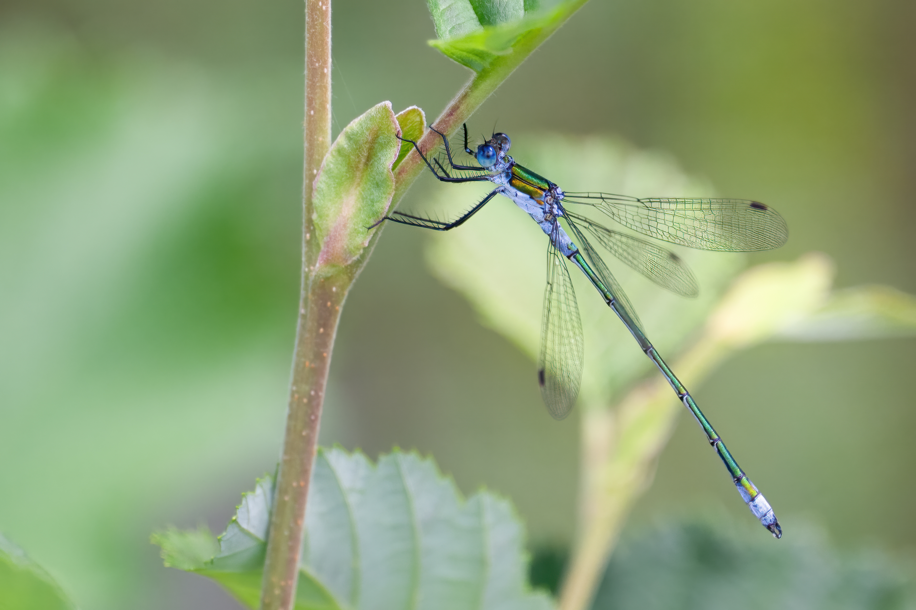 Šídlatka páskovaná (Lestes sponsa), Pískovna Lesů ČR - Cep, 07/2024